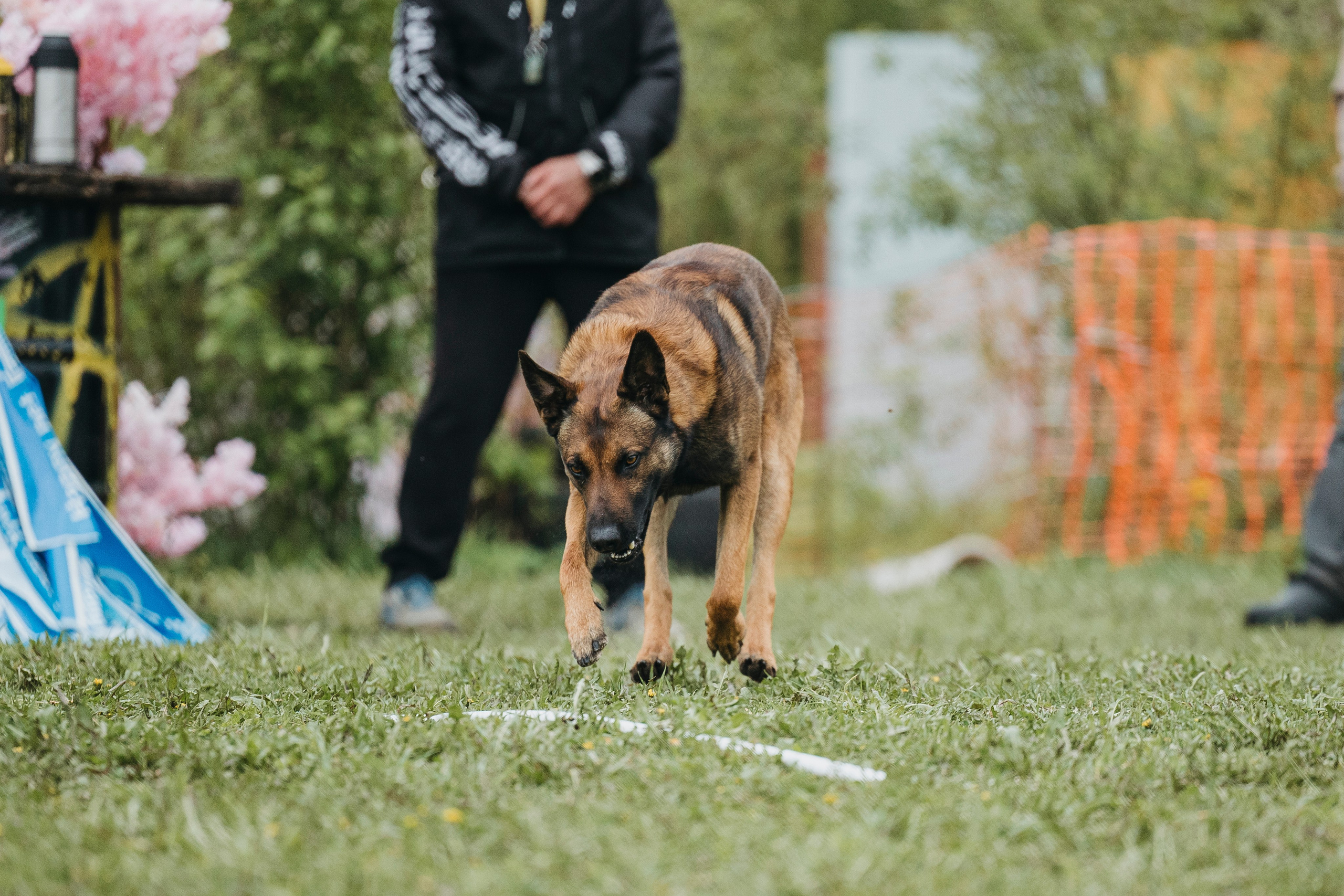 26.05.25 г. Пушкин квалификационные соревнования. Фотограф-анималист Анна Маринич