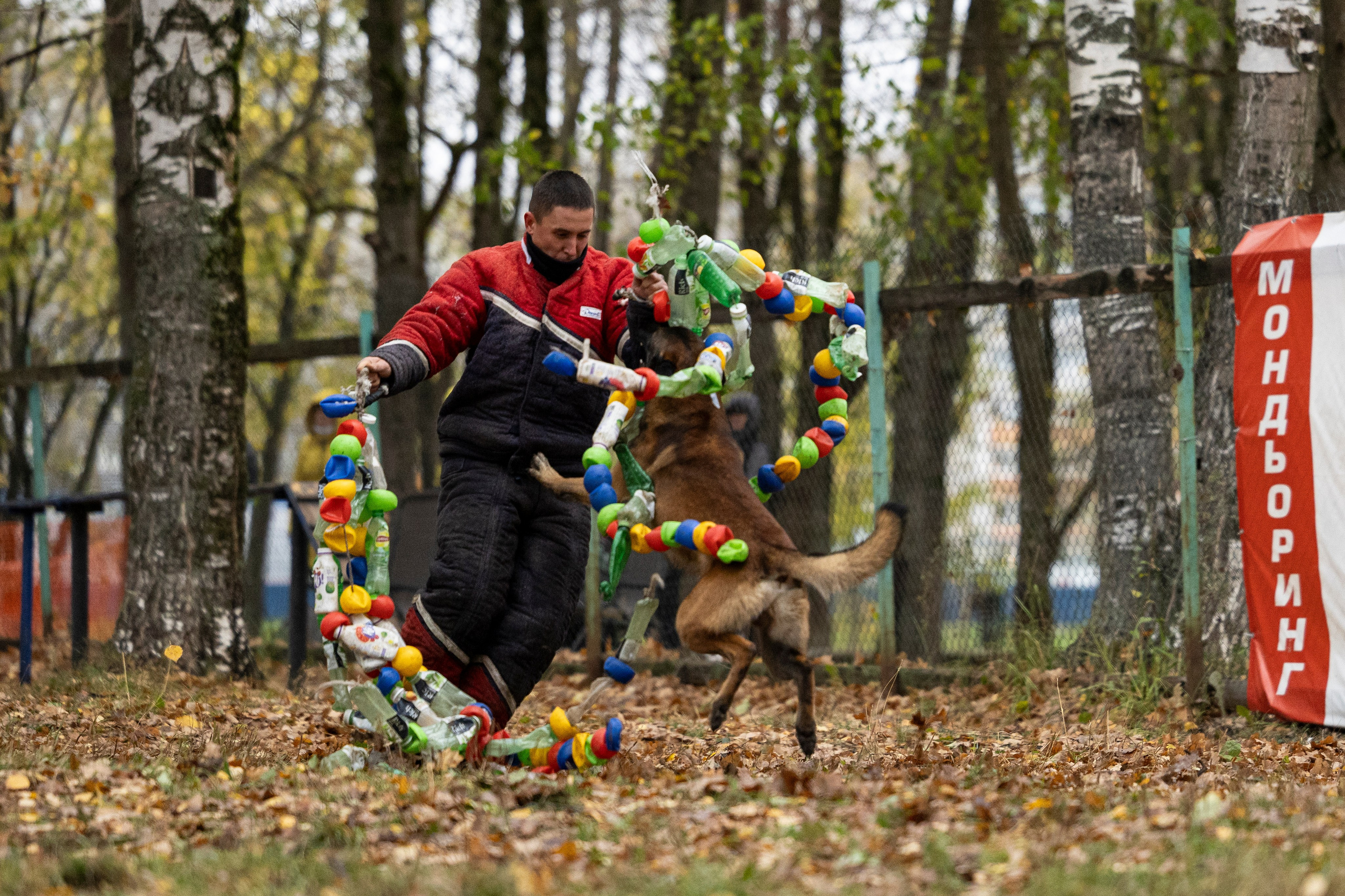 Соревнования по Мондьорингу г. Вологда. Фотограф-анималист Анна Маринич