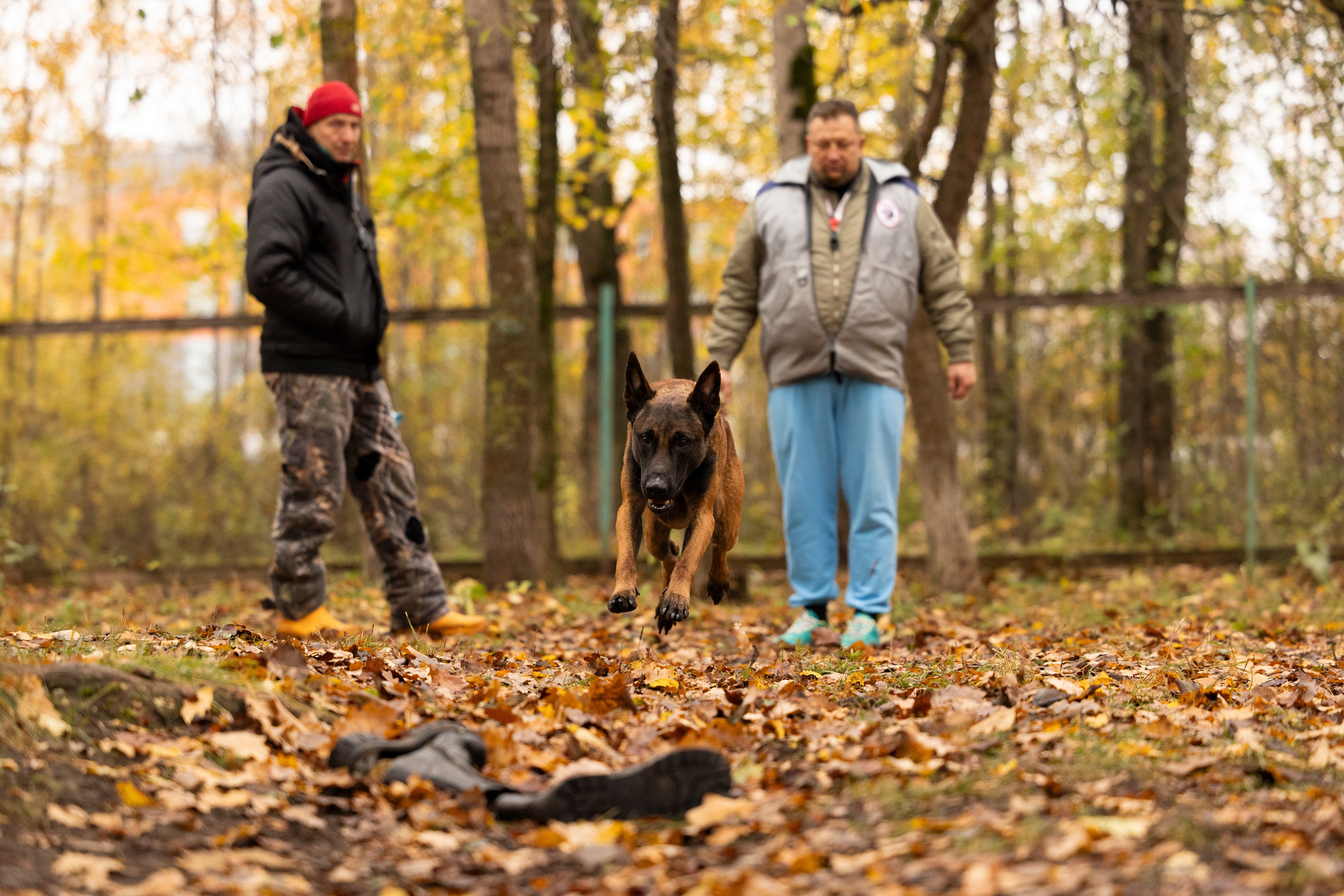 Соревнования по Мондьорингу г. Вологда. Фотограф-анималист Анна Маринич