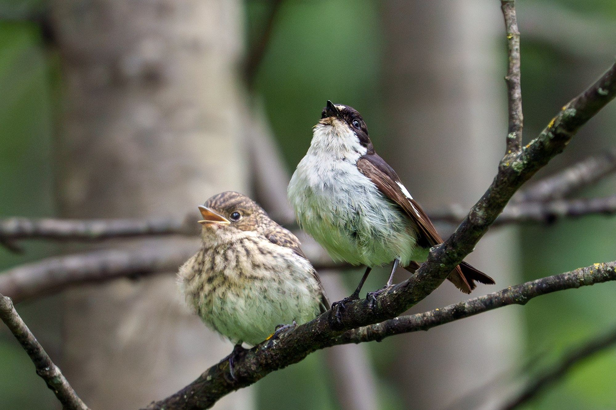Удивительные мир птиц. Вокруг нас столько прекрасного — присмотритесь!. Ваш личный фотограф Марина Волкова