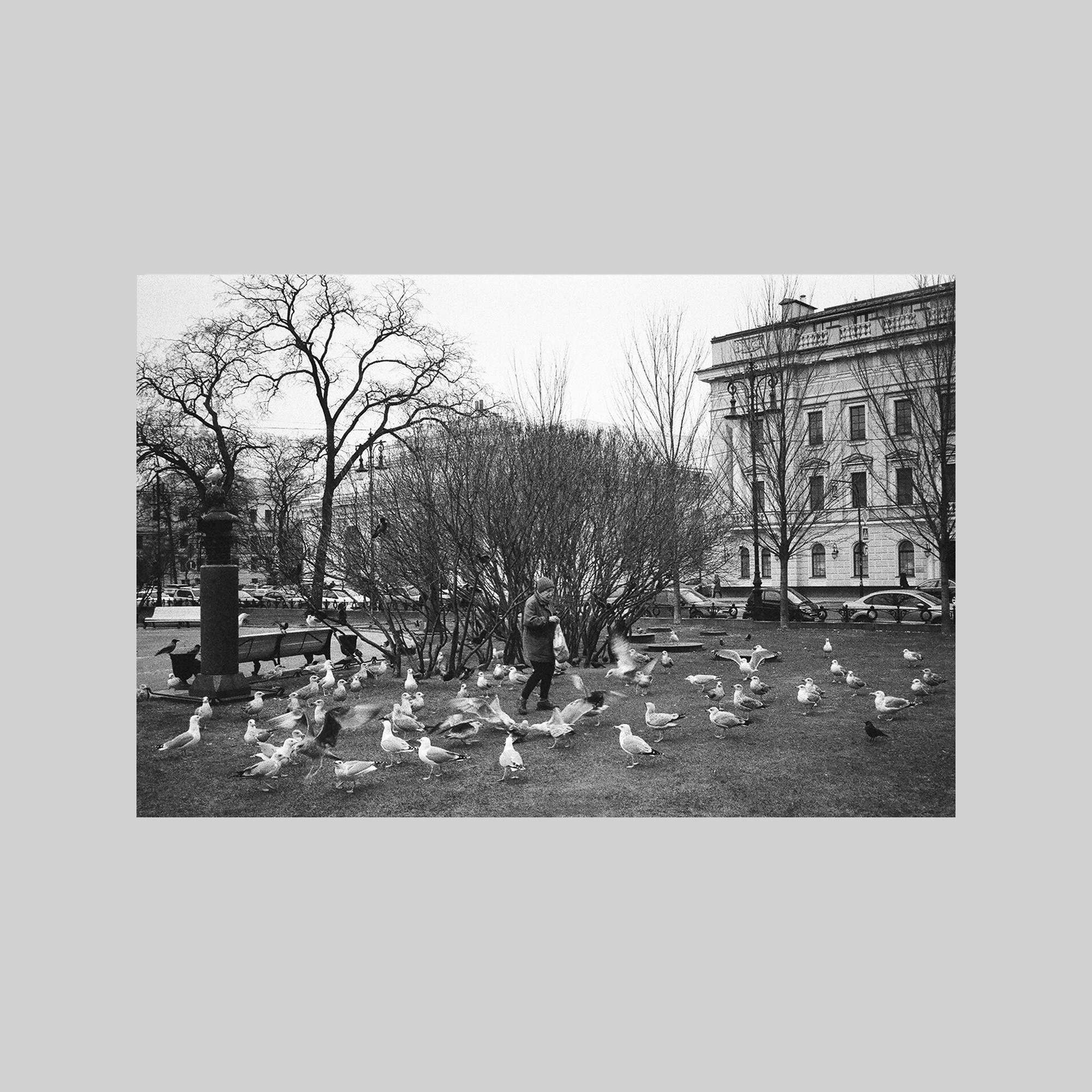 Woman feeding seagulls (St Petersburg)