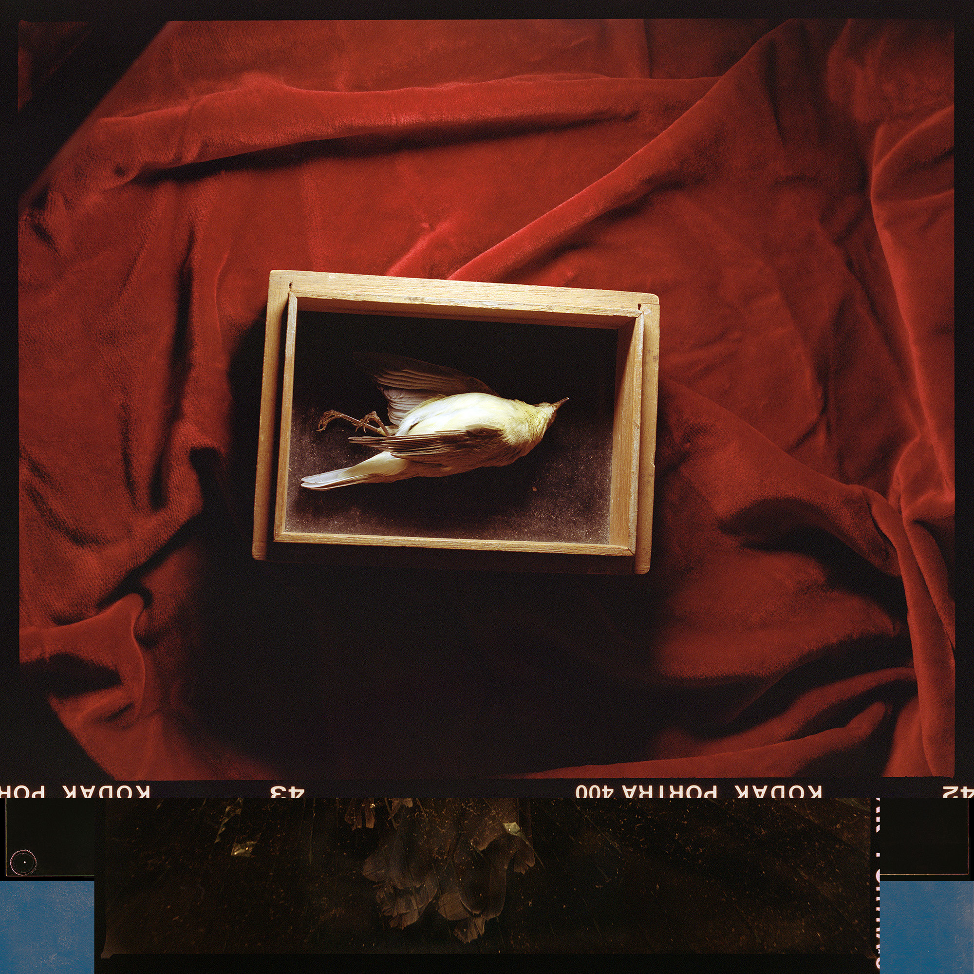 Dead warbler. From "Inner Chamber" project. 2021