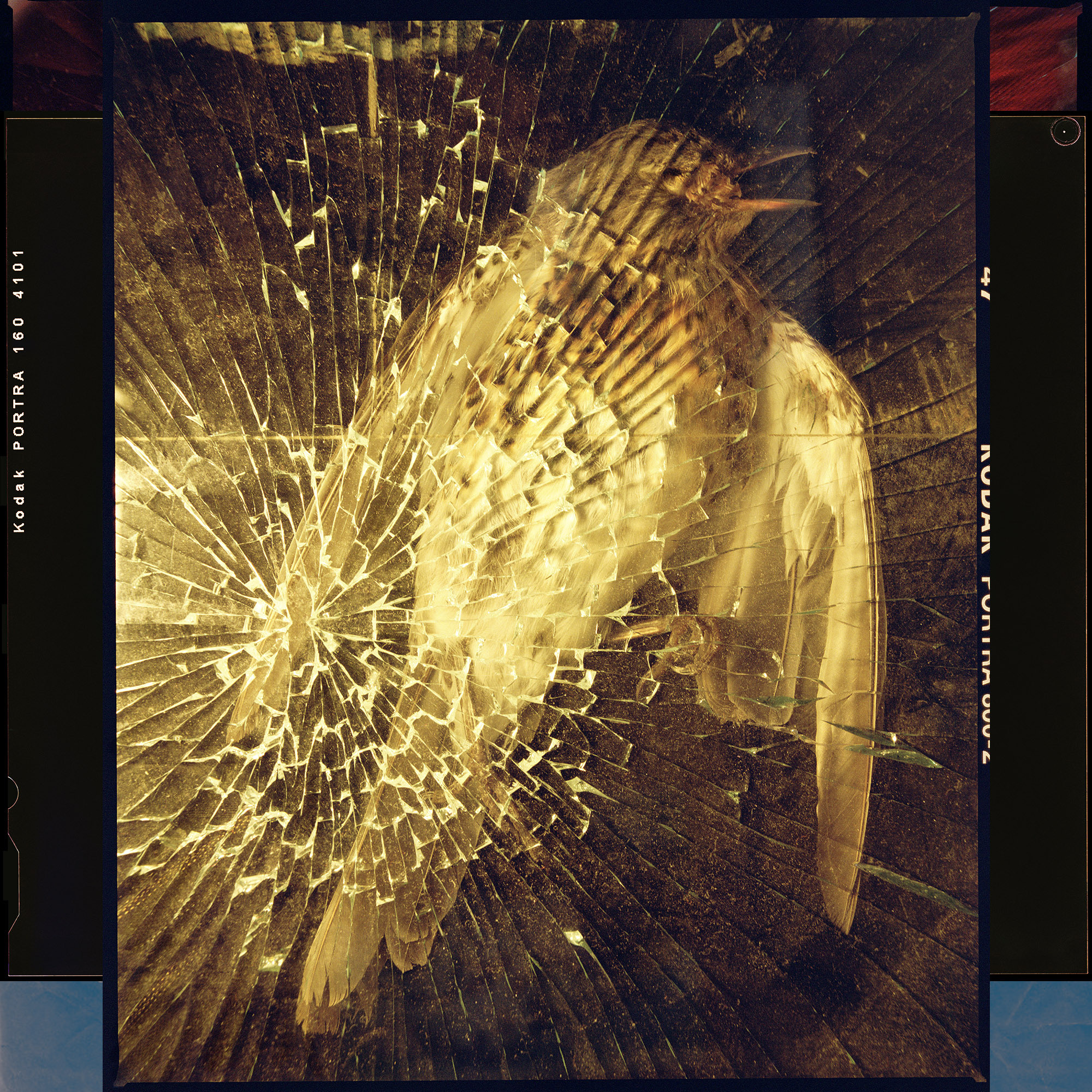 Starling. From "Inner Chamber" project. 2021