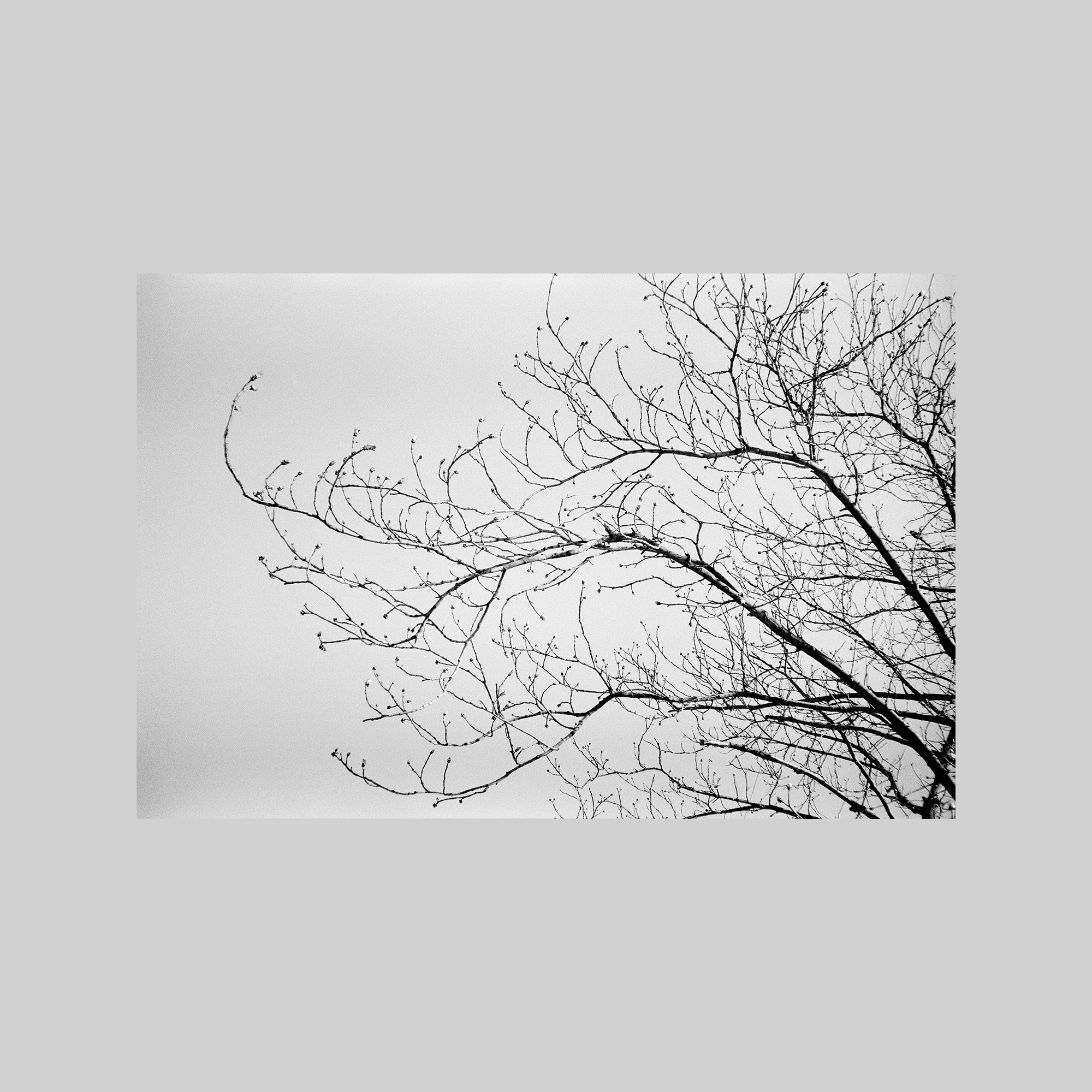 Chestnut (St Petersburg)