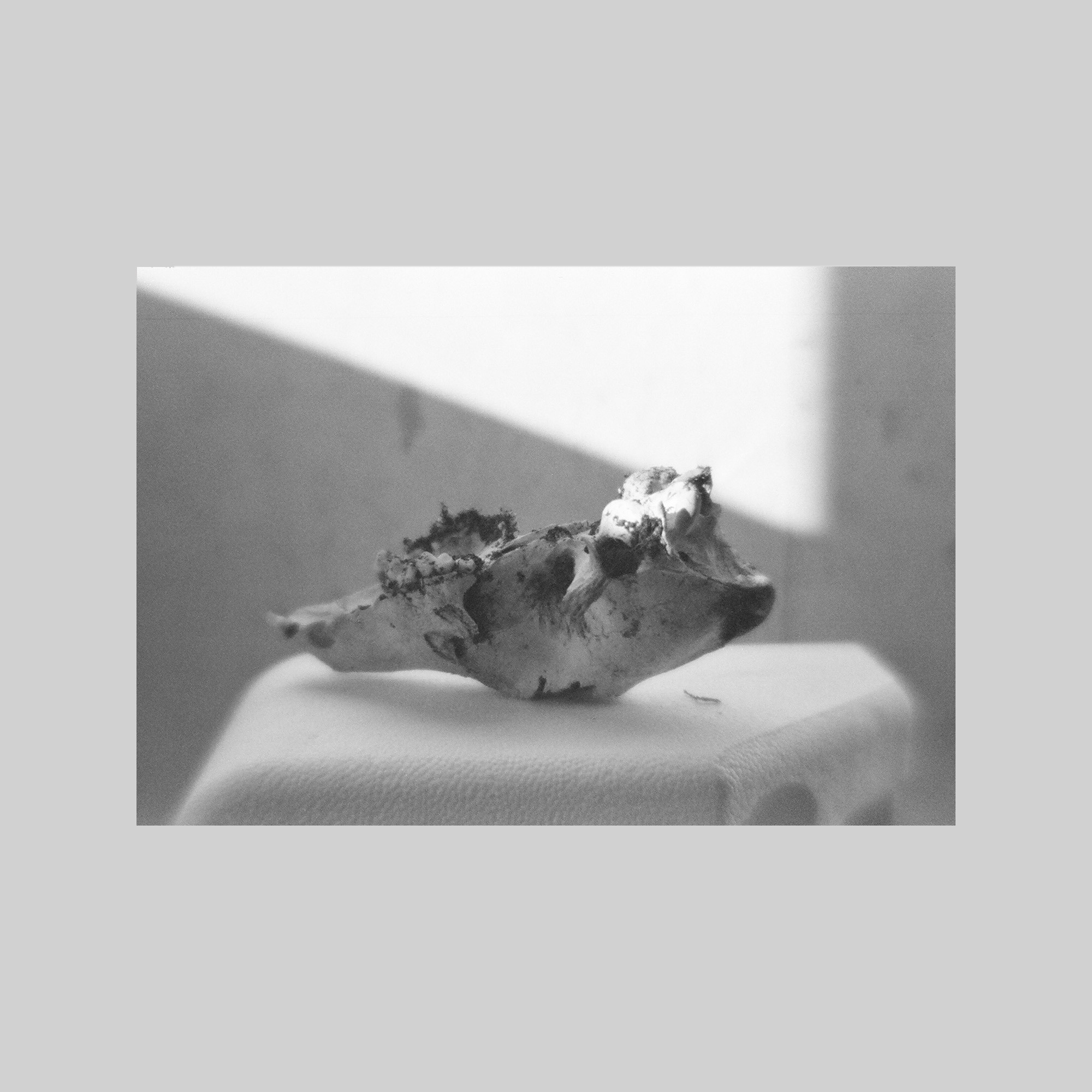 Scull (St Petersburg)