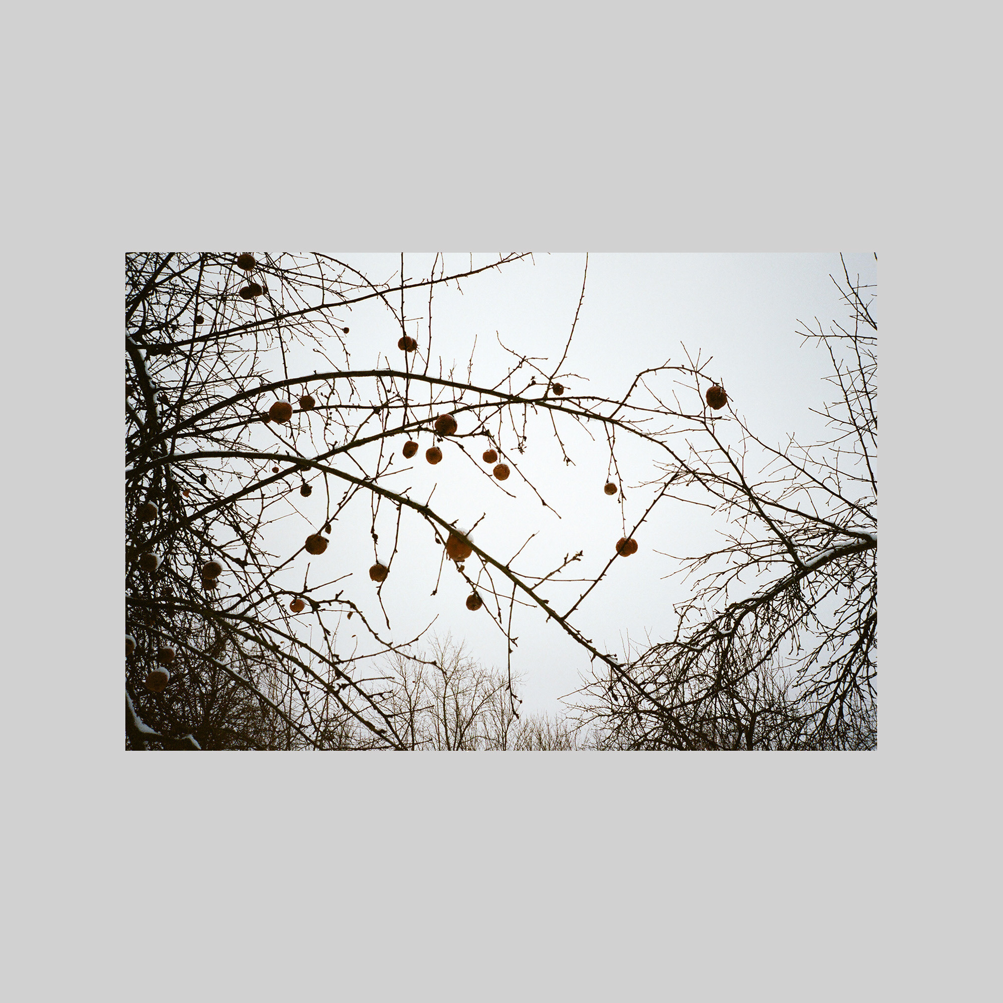 Appletree in winter (Gdov)