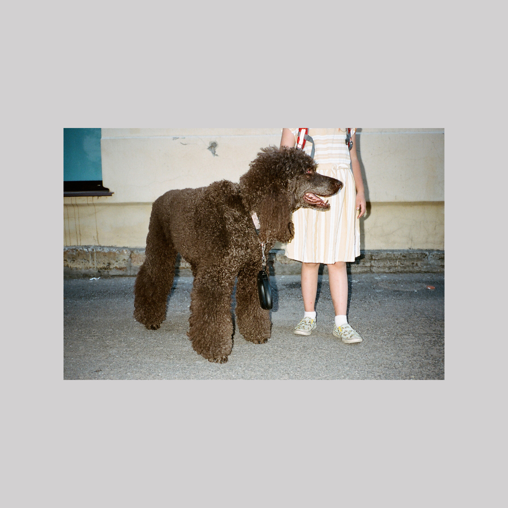 Poodle (St Petersburg)