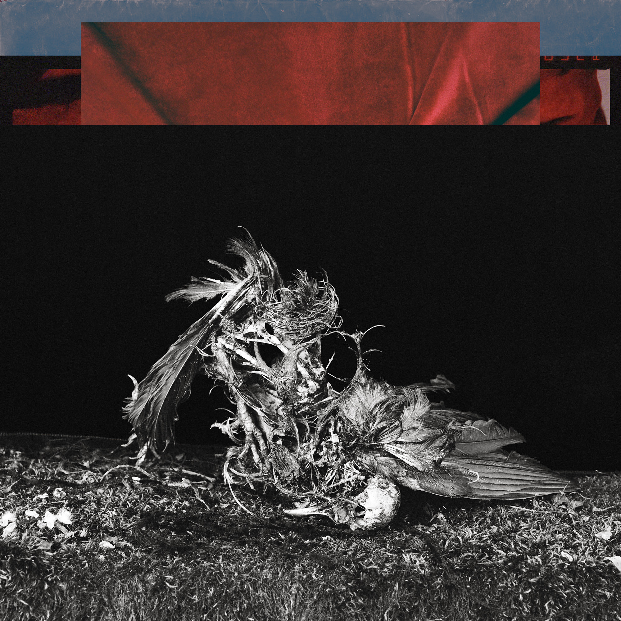 Bird. From "Inner Chamber" project. 2021