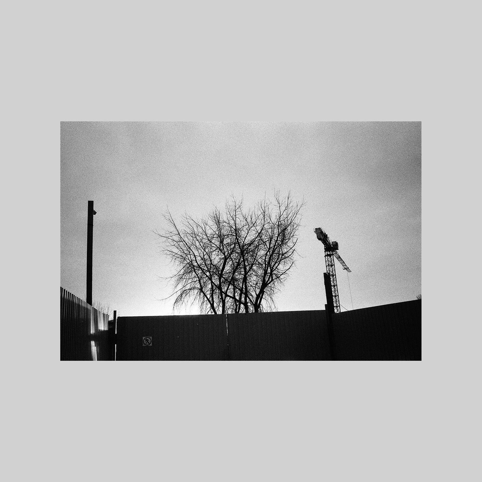 Tree (St Petersburg)