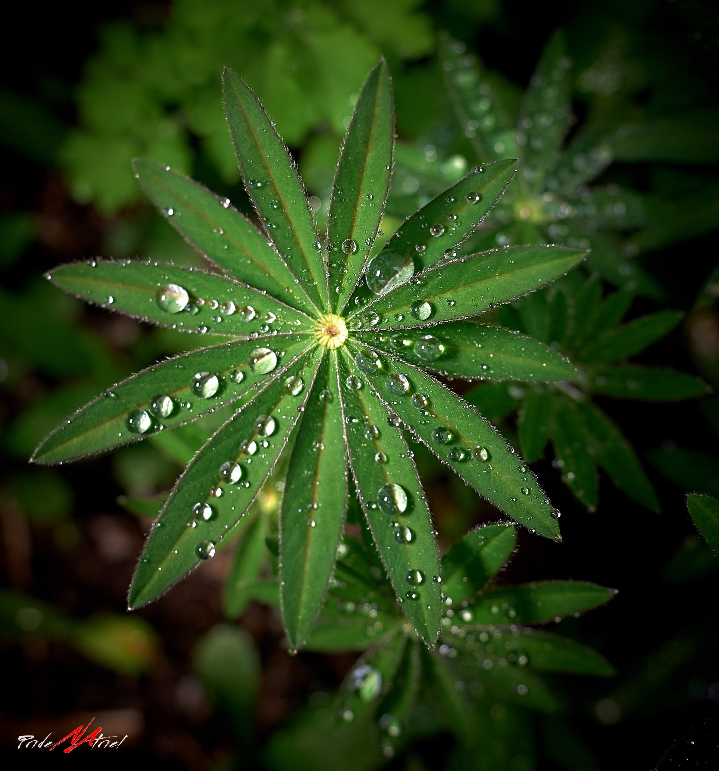 Лютики-цветочки — галерея NATRIEL