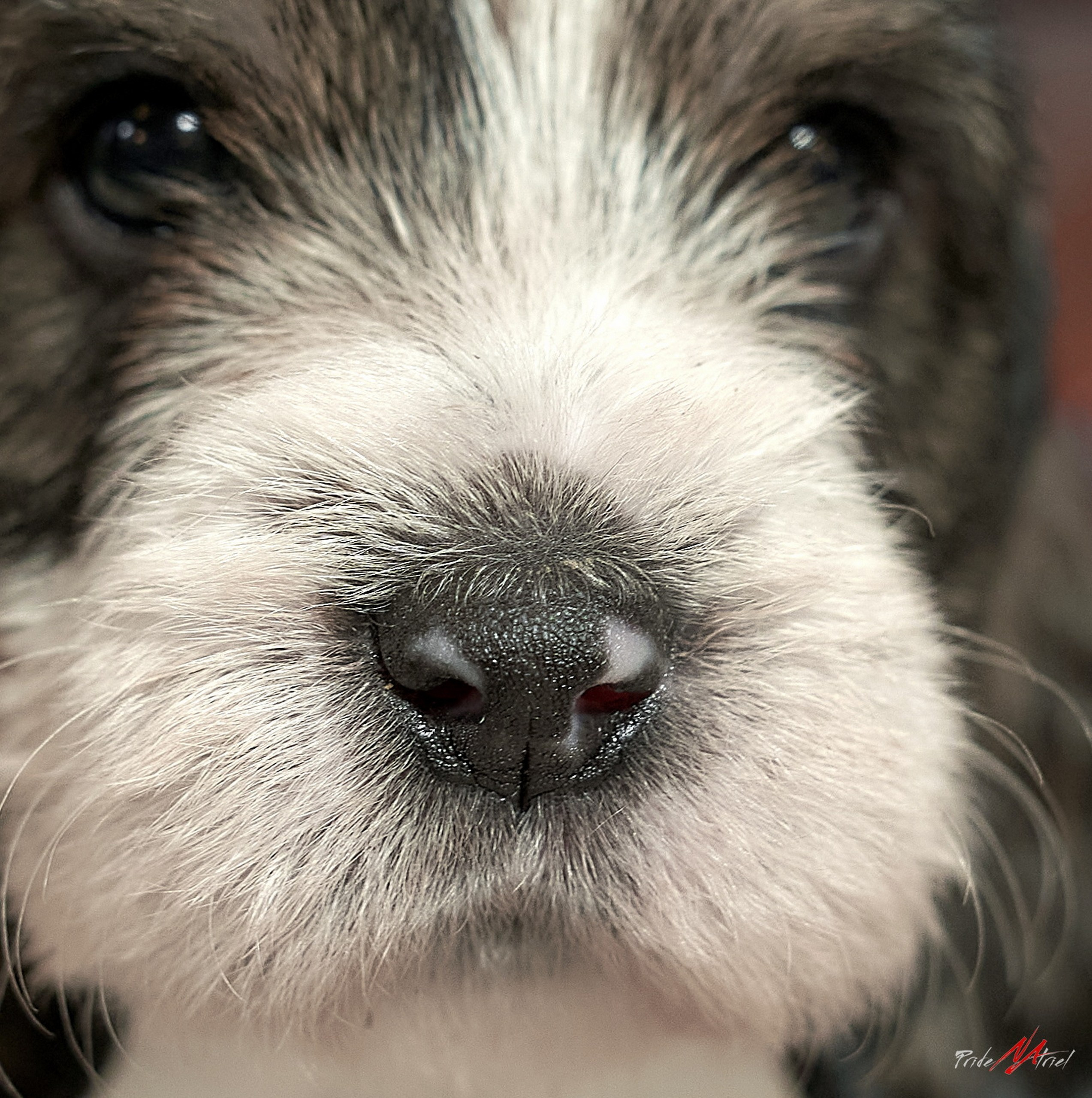 Щенки дома — галерея NATRIEL