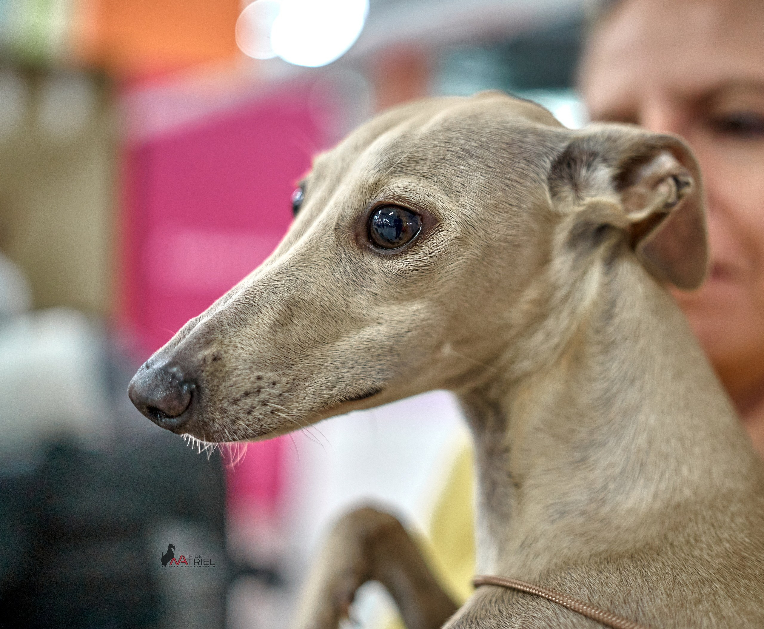 Портреты собак — галерея NATRIEL