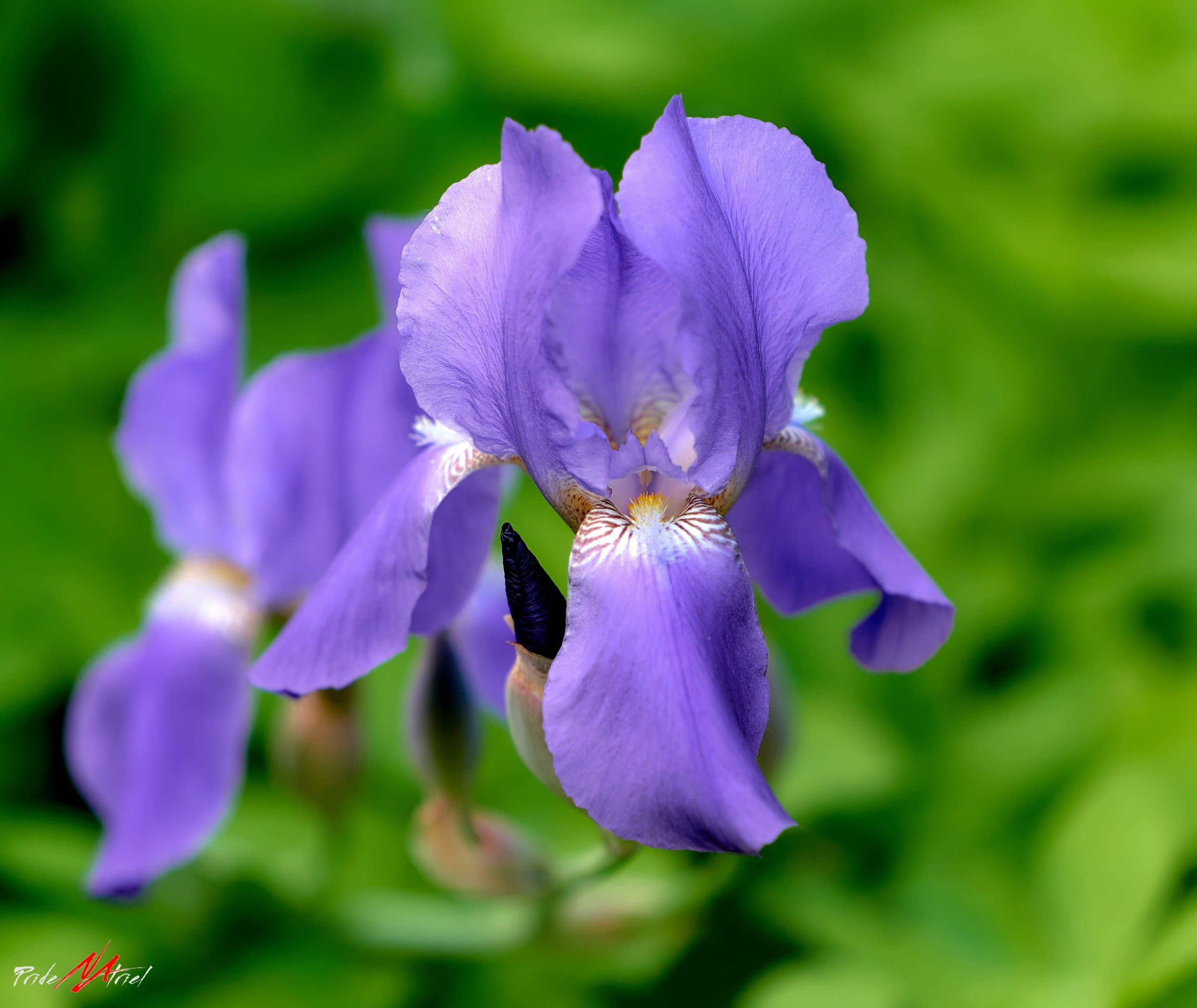 Лютики-цветочки — галерея NATRIEL