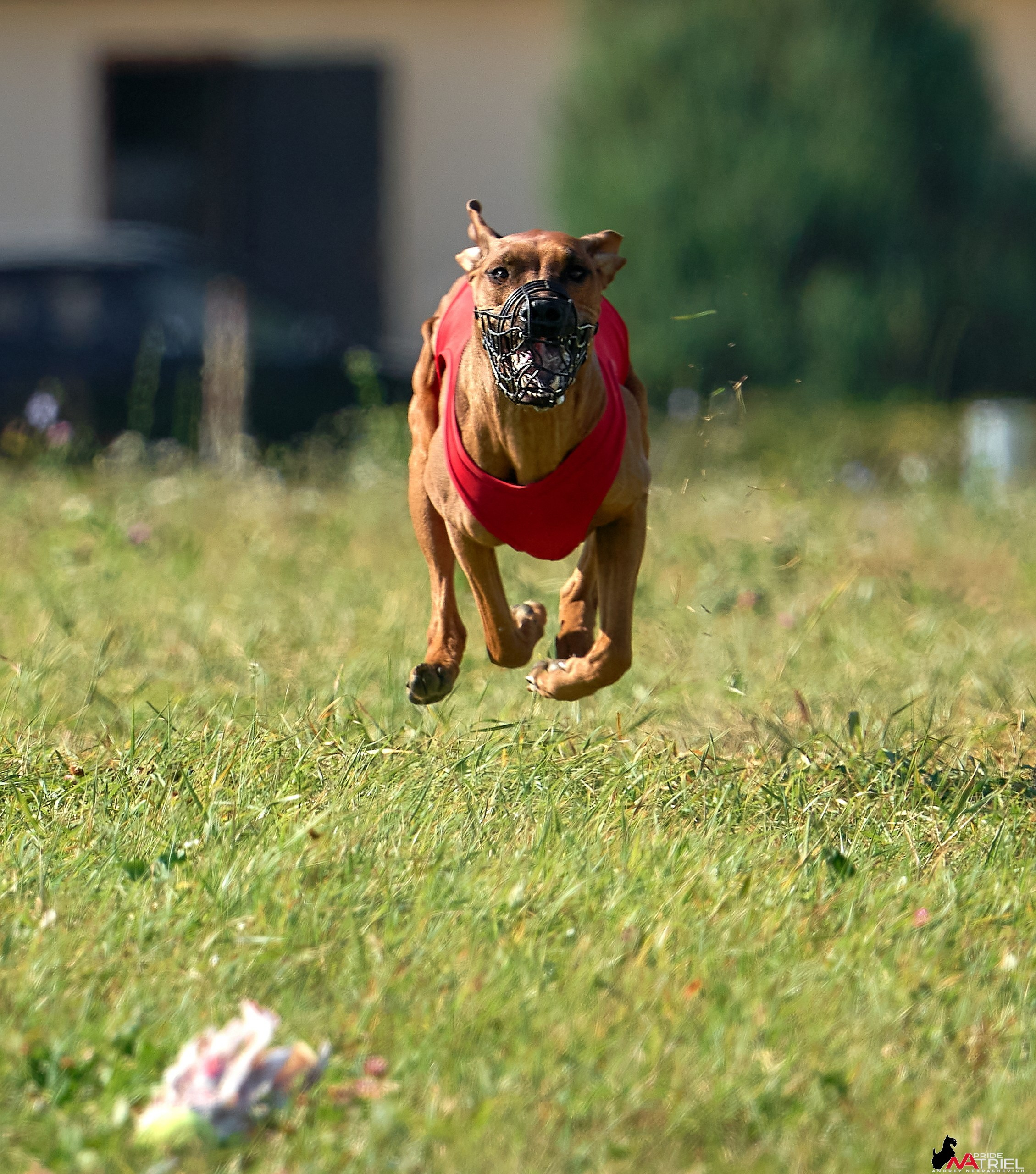 Съемка курсинг — галерея NATRIEL