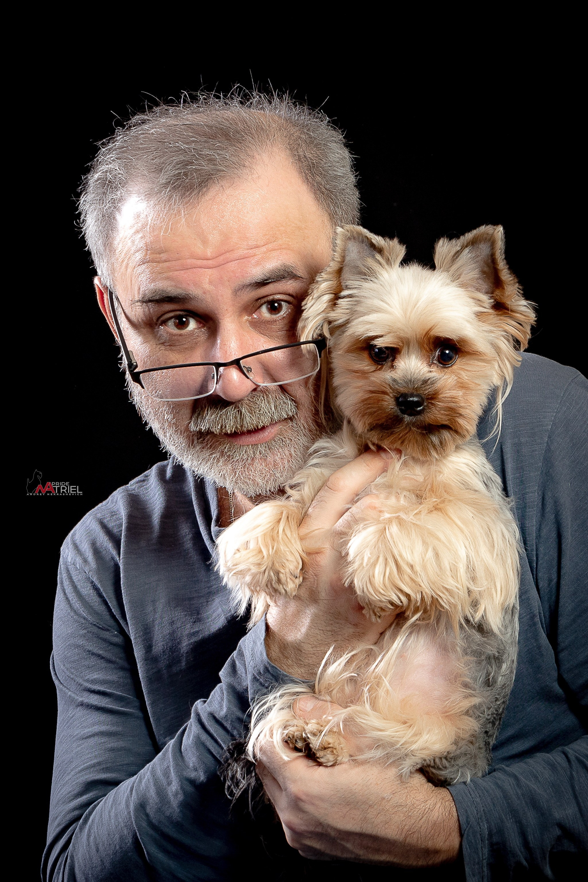 Йоркширский терьер Циля