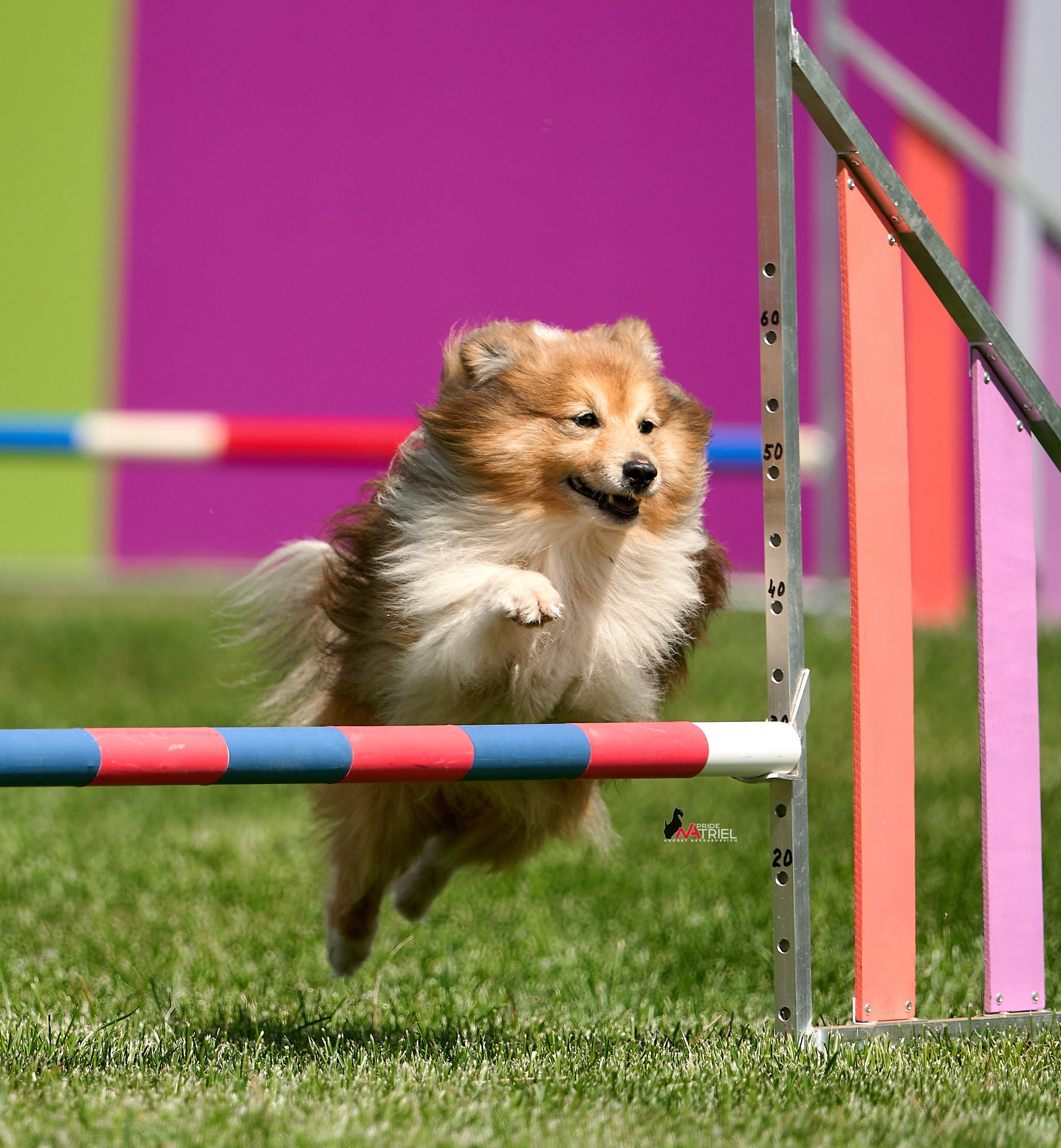 Аджилити — галерея NATRIEL