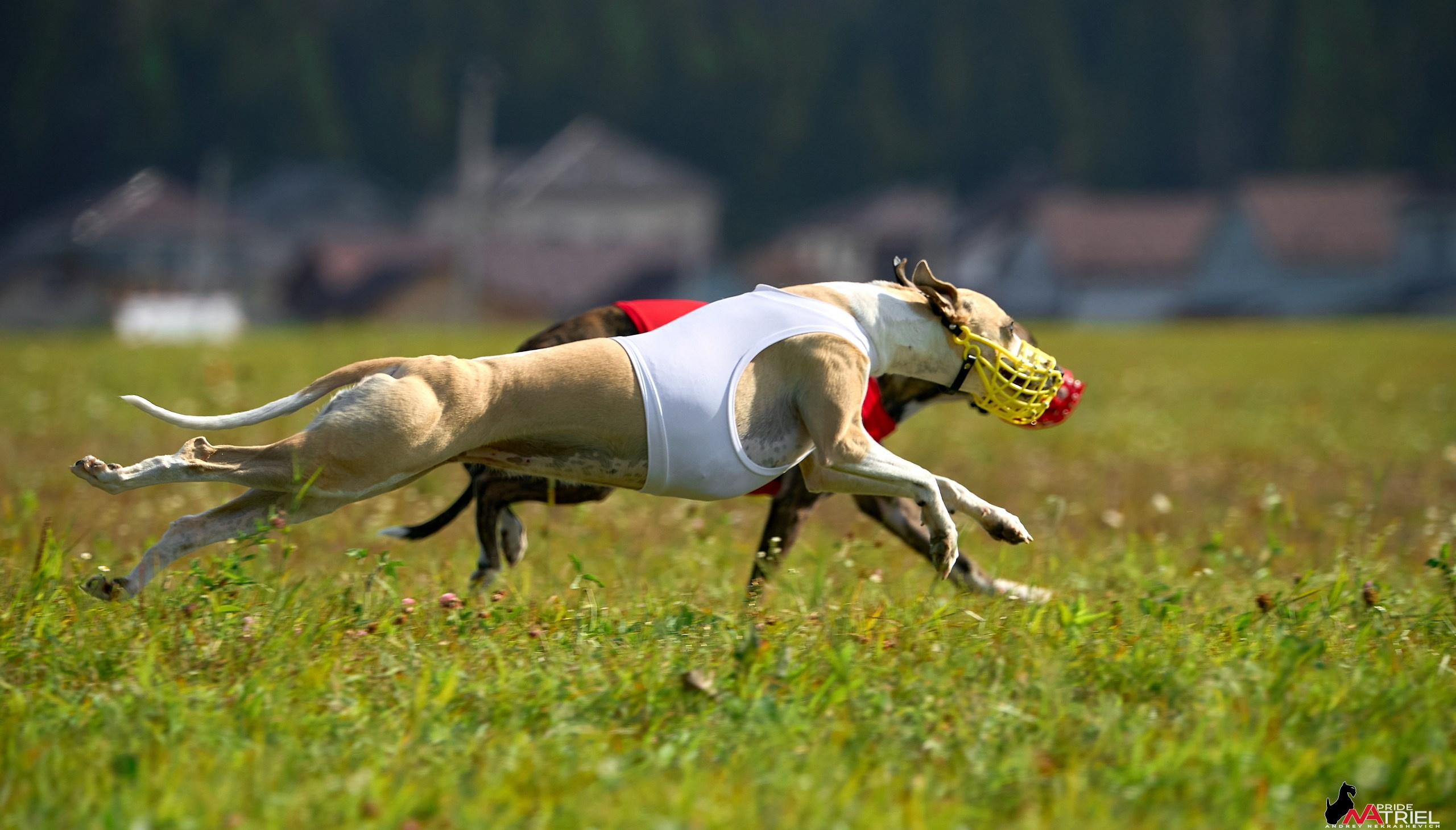 Съемка курсинг — галерея NATRIEL