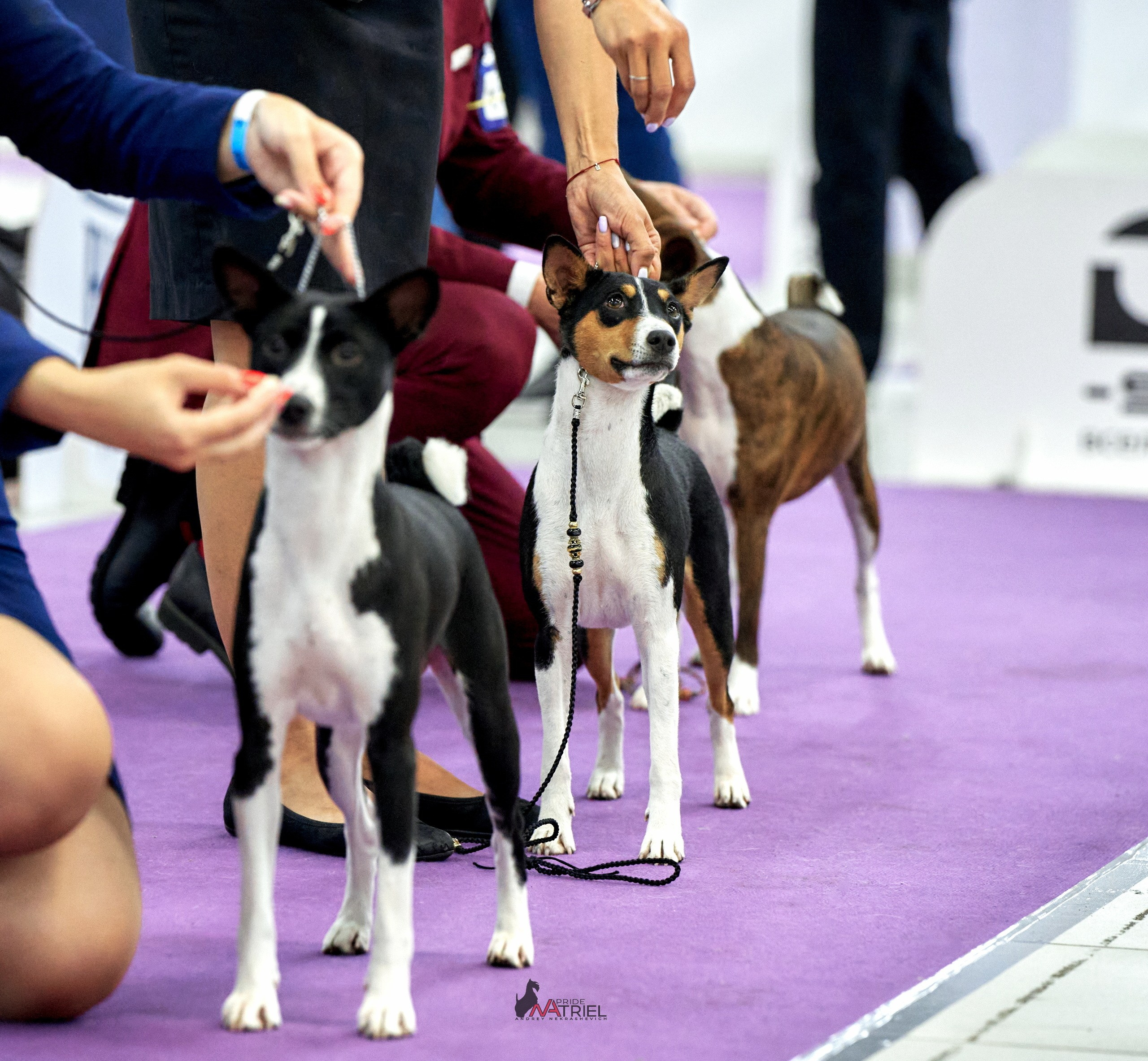 Работа в рингах — галерея NATRIEL