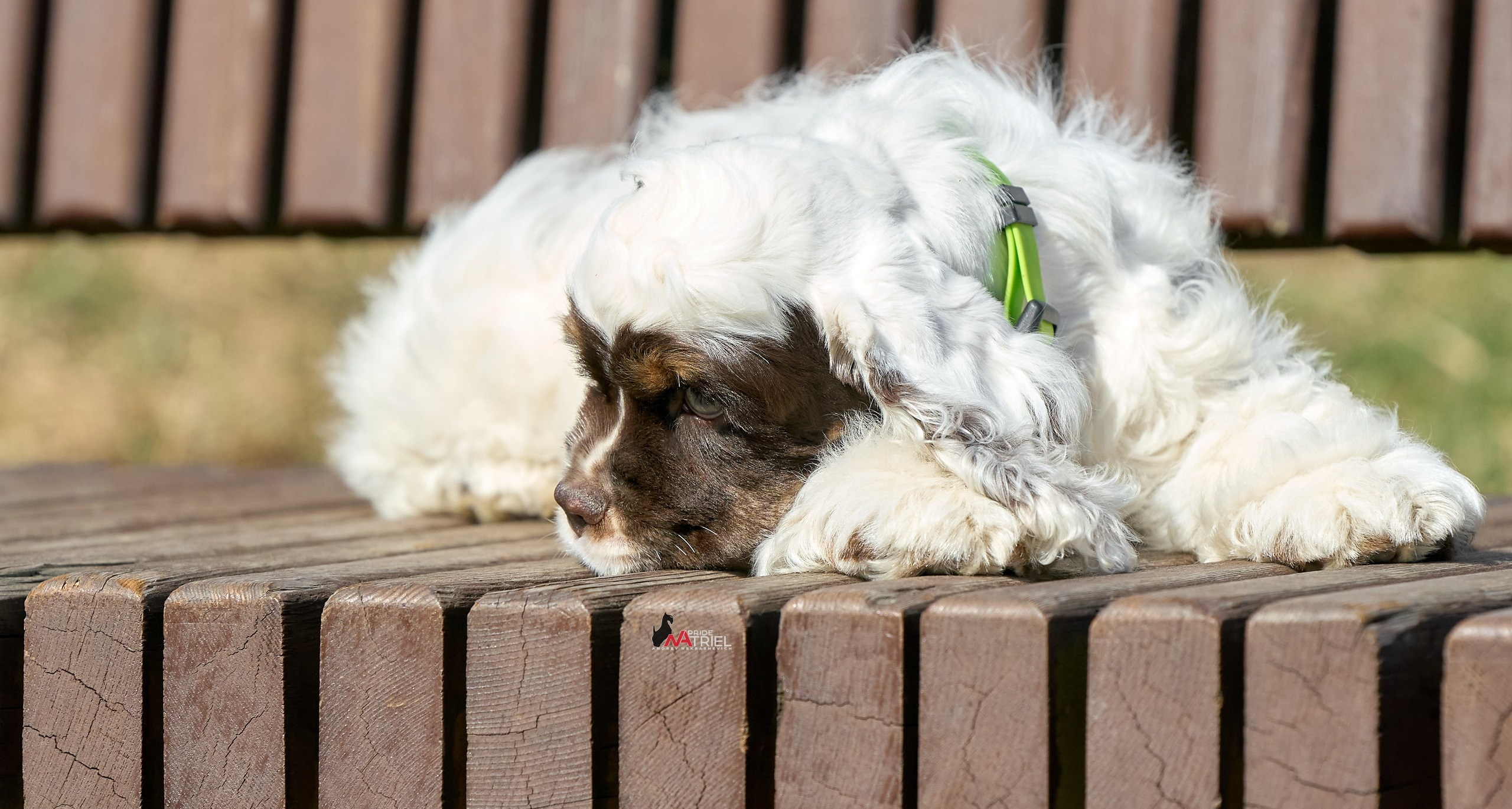 Прогулка со щенком