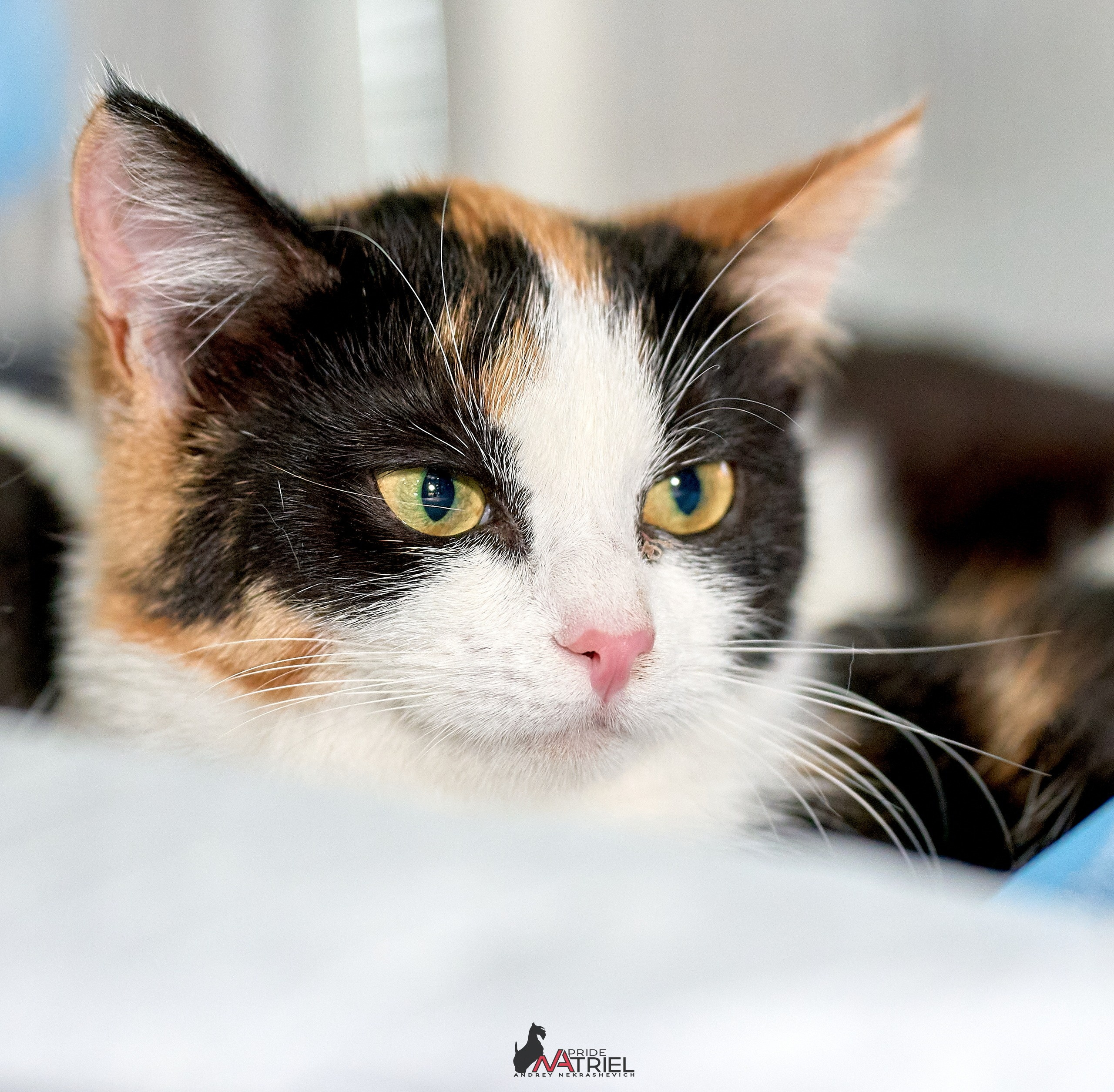 Кошки на выставках — галерея NATRIEL