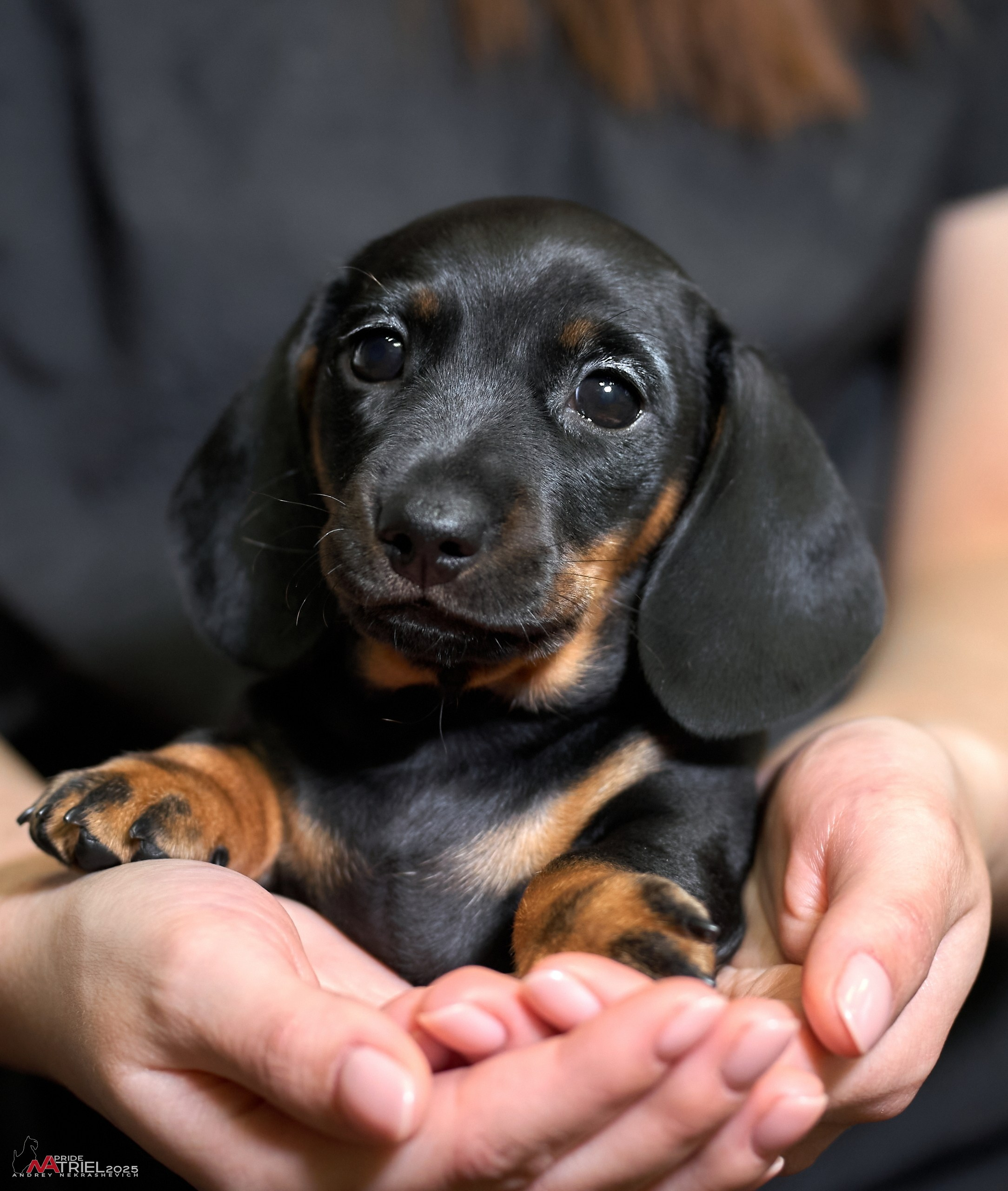 Съемка щенков таксы с мобильным светом