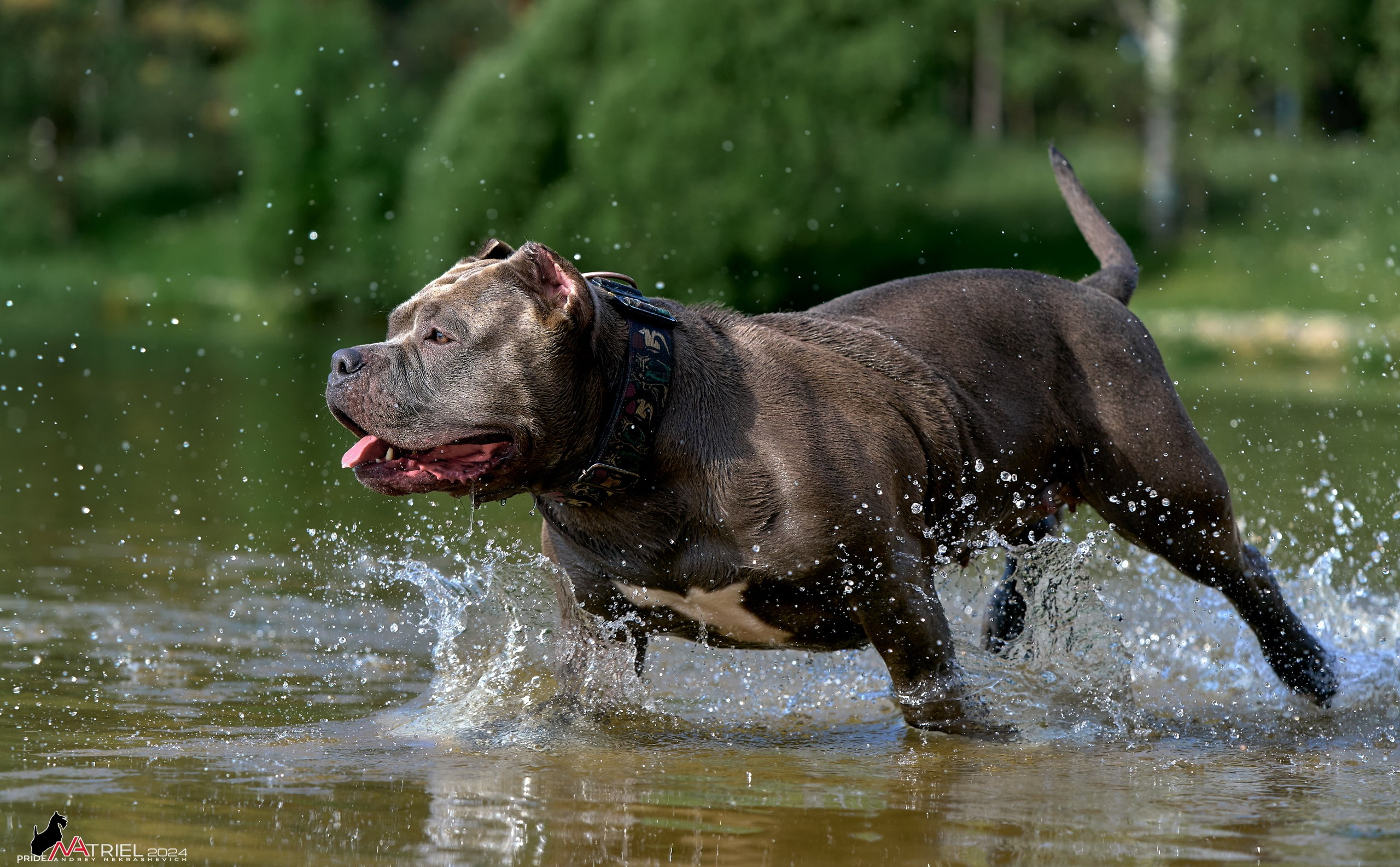 Фотопрогулка с булли