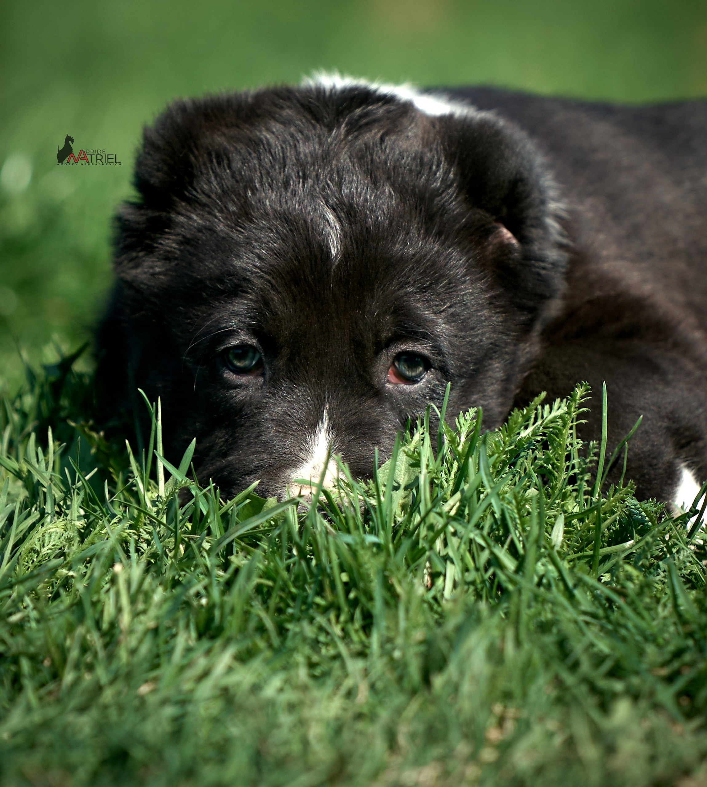 Среднеазиаты — щенки и взрослые