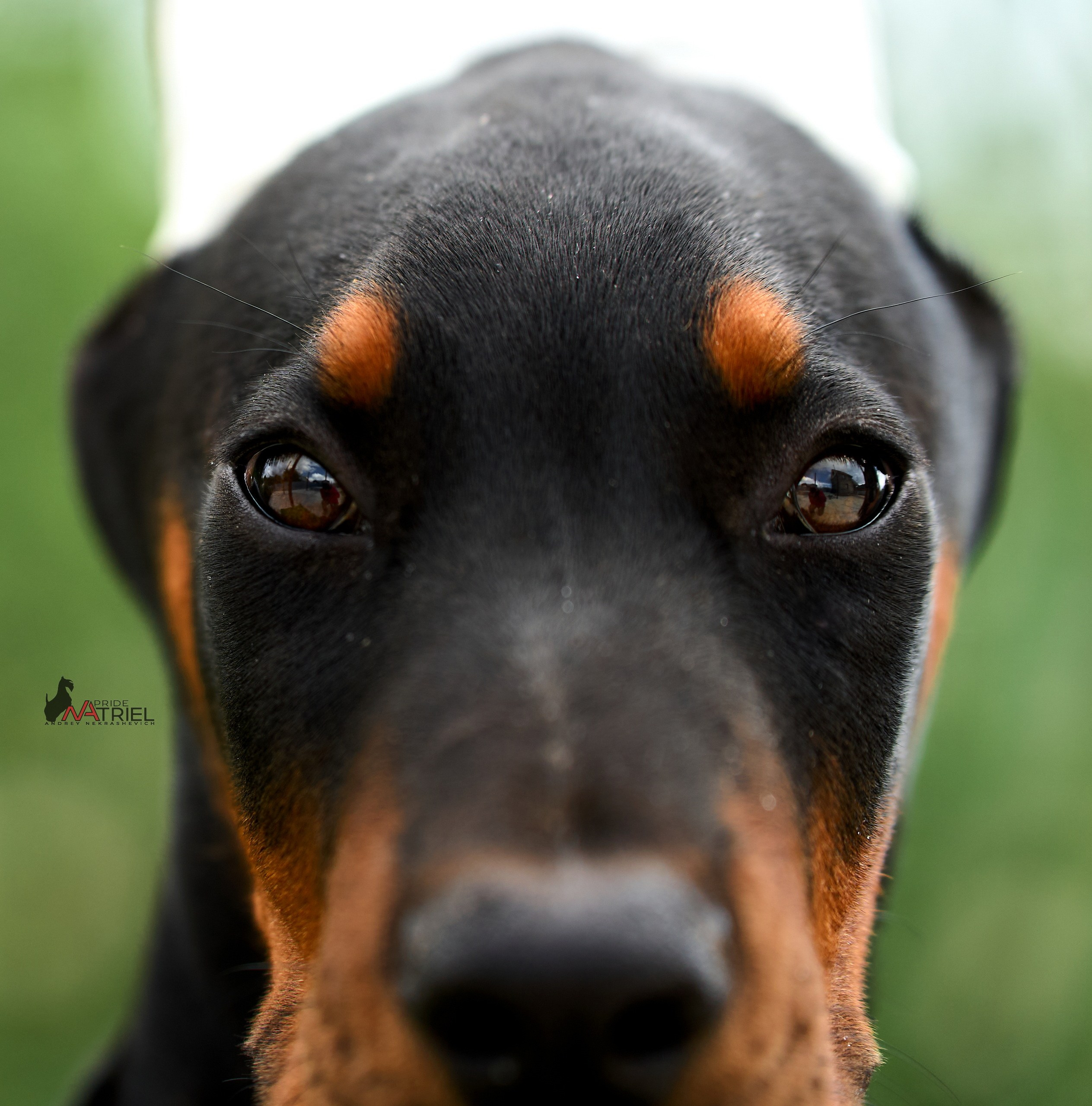 Щенки на прогулке — галерея NATRIEL