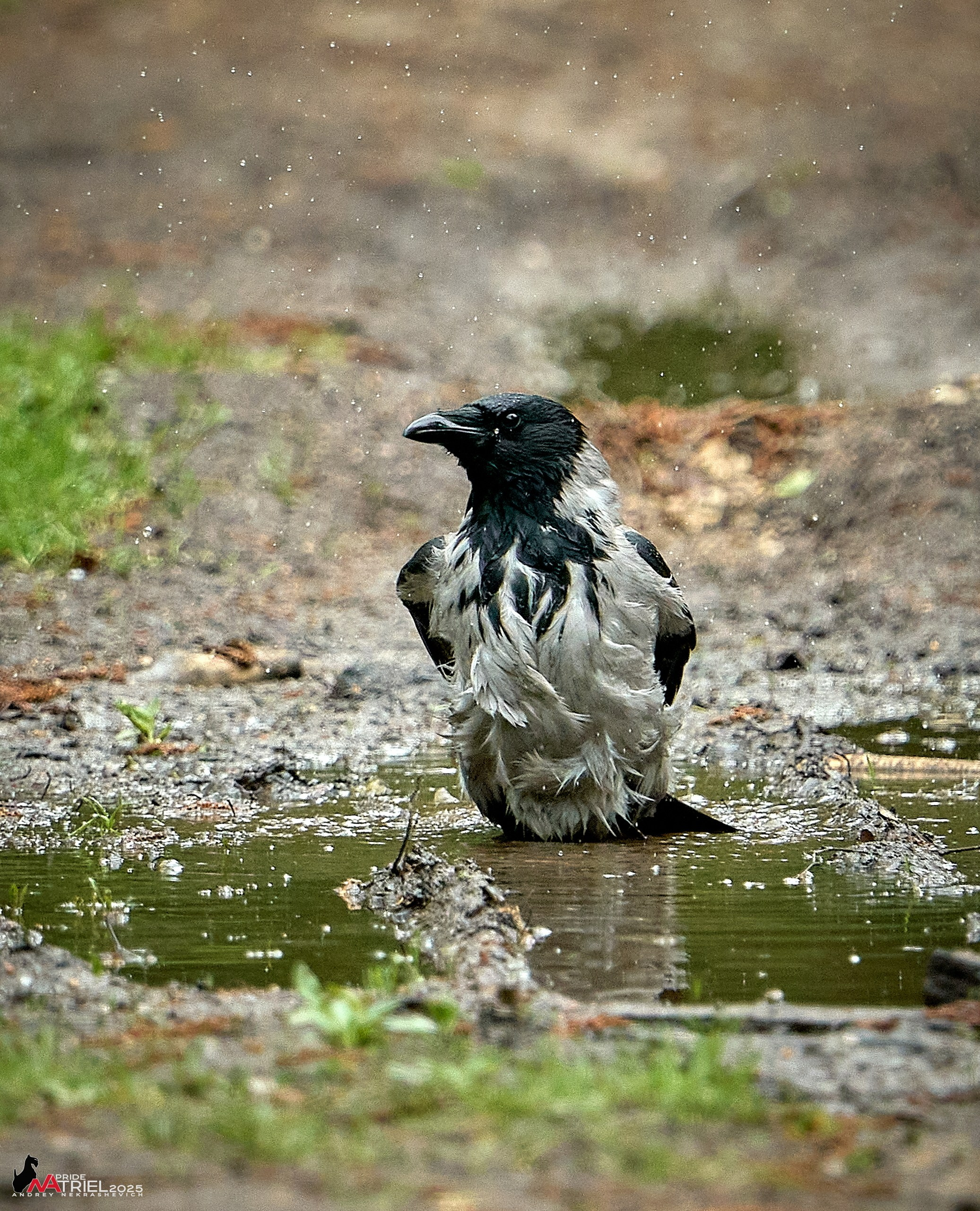 Съемка в майском лесу