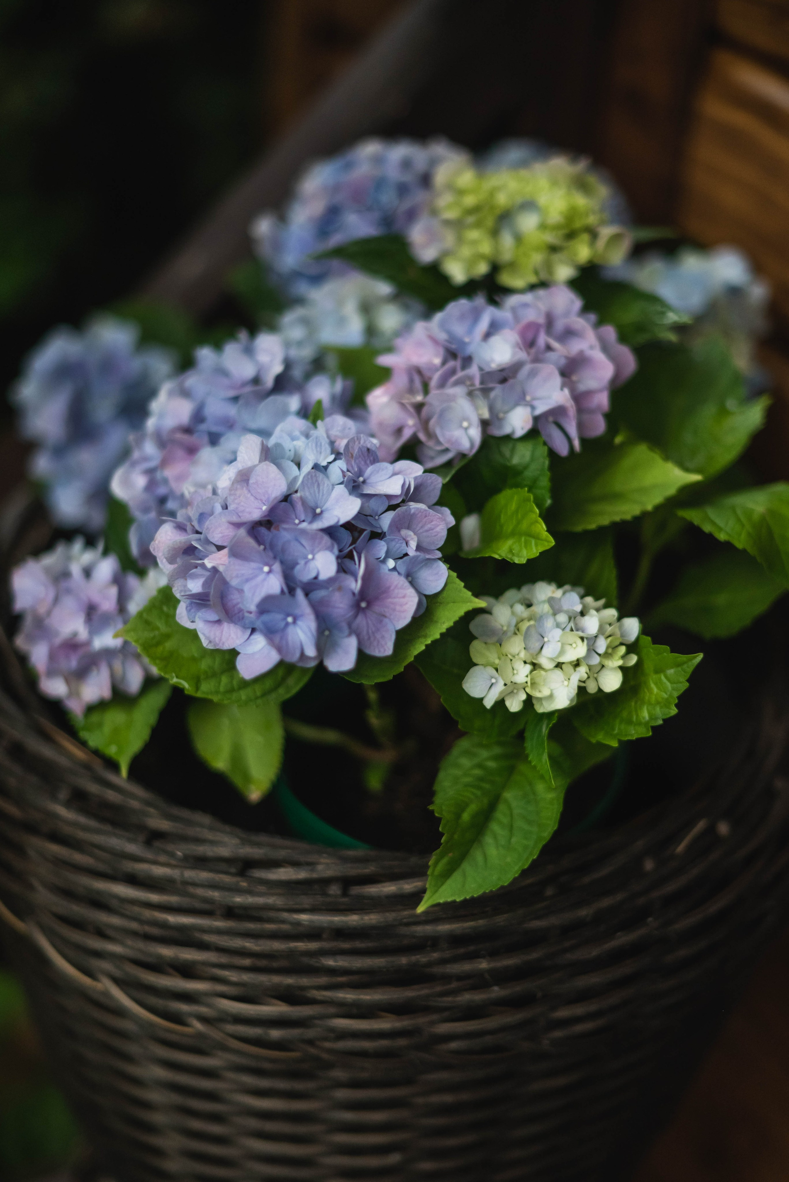 Лесное царство Оксаны. Свадебный и семейный фотограф в Новосибирске, Санкт-Петербурге, Москве