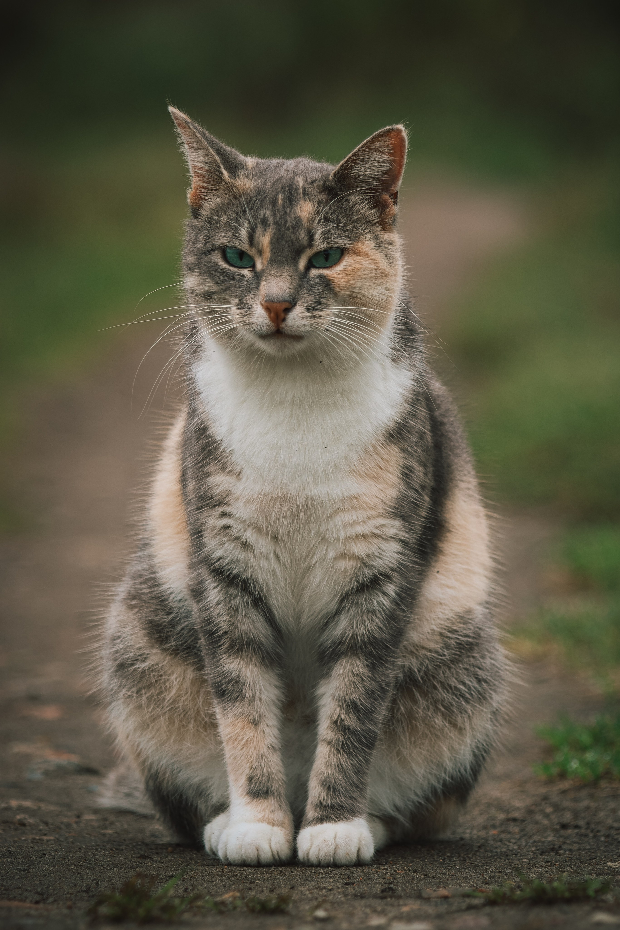 Р А З Н Ы Е — К О Т Ы. — Digital Noise —