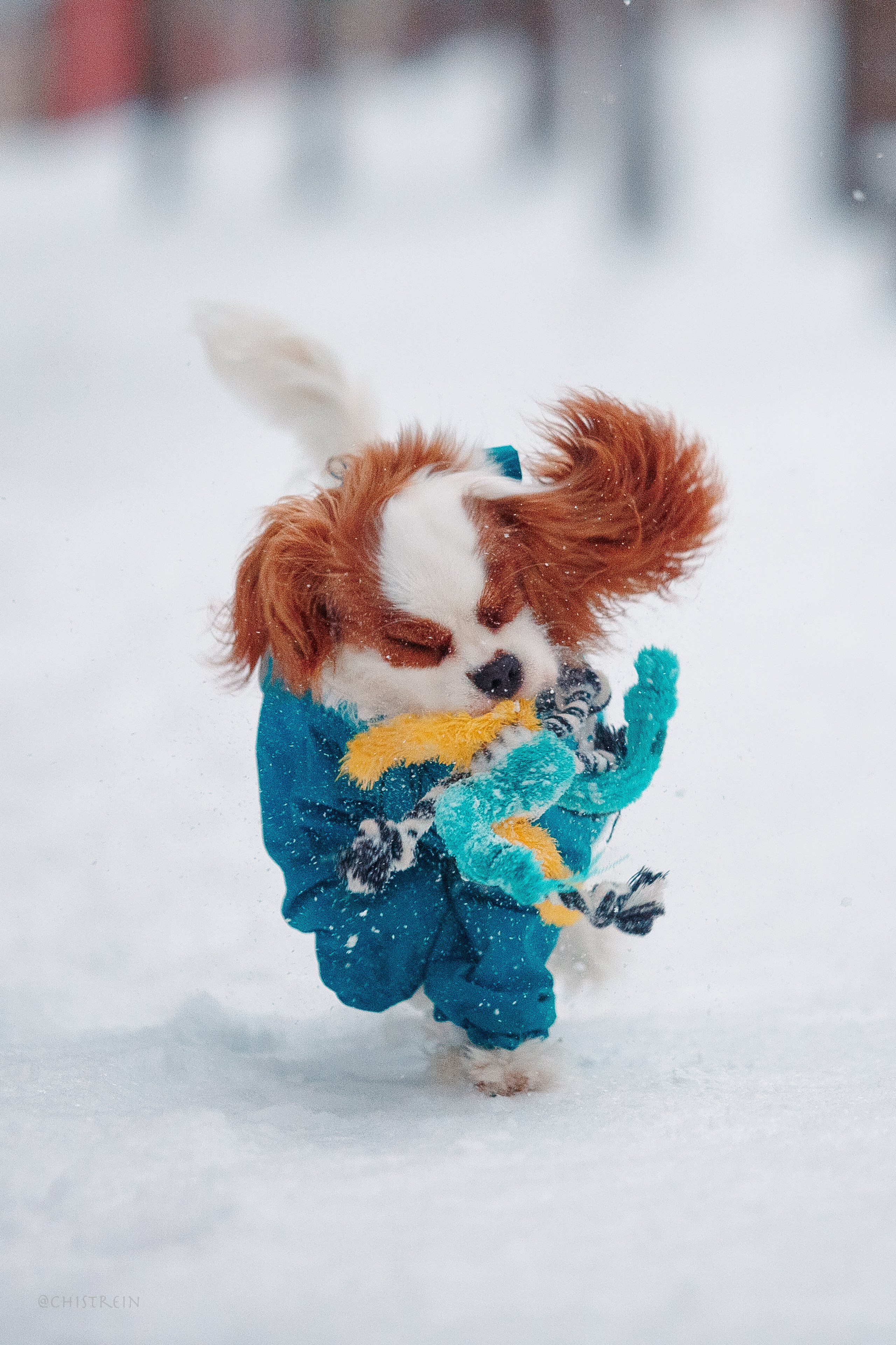 Внезапно апрельская зима. Фотограф-анималист Наталия Чистюхина в г. Сосновый Бор и ЛО