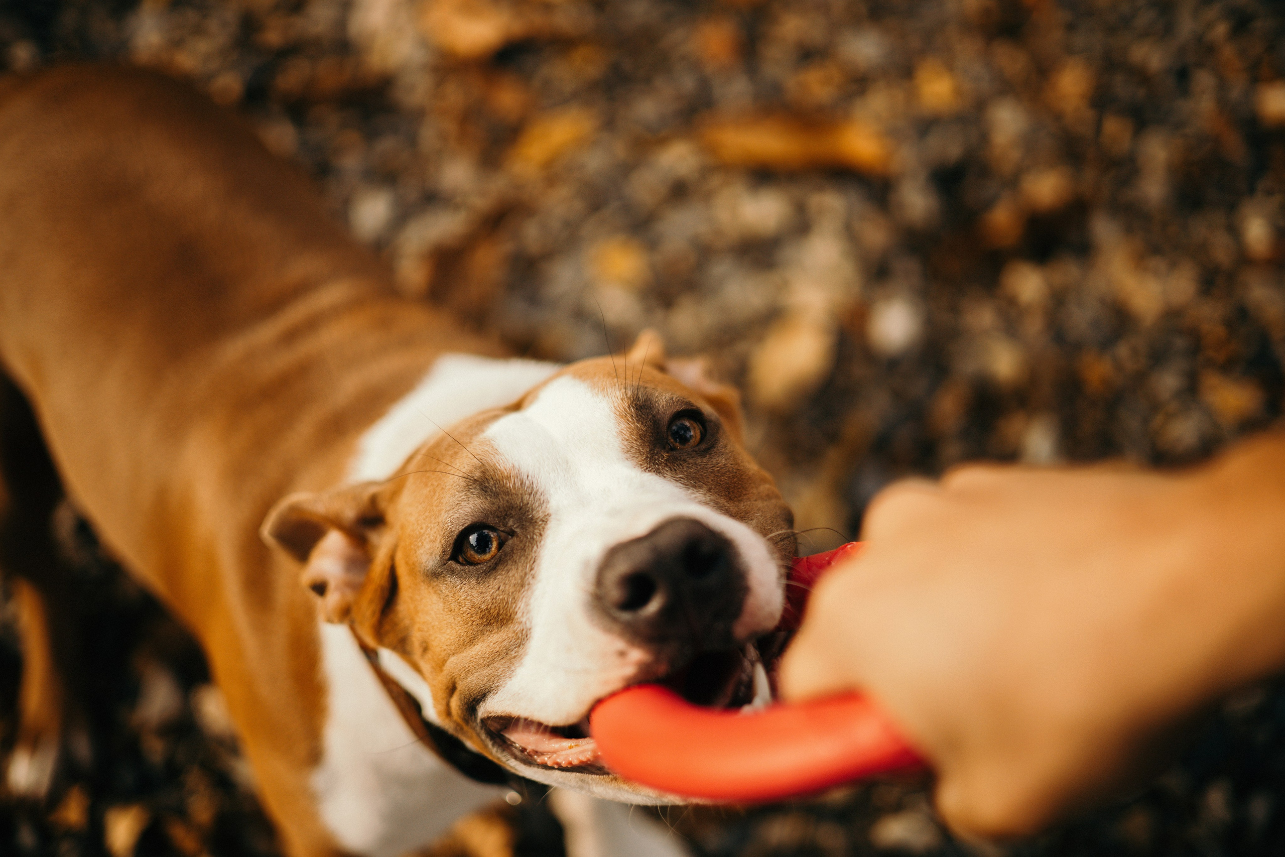 Лаффи и ее семья. Фотограф — анималист Владивосток, Алина