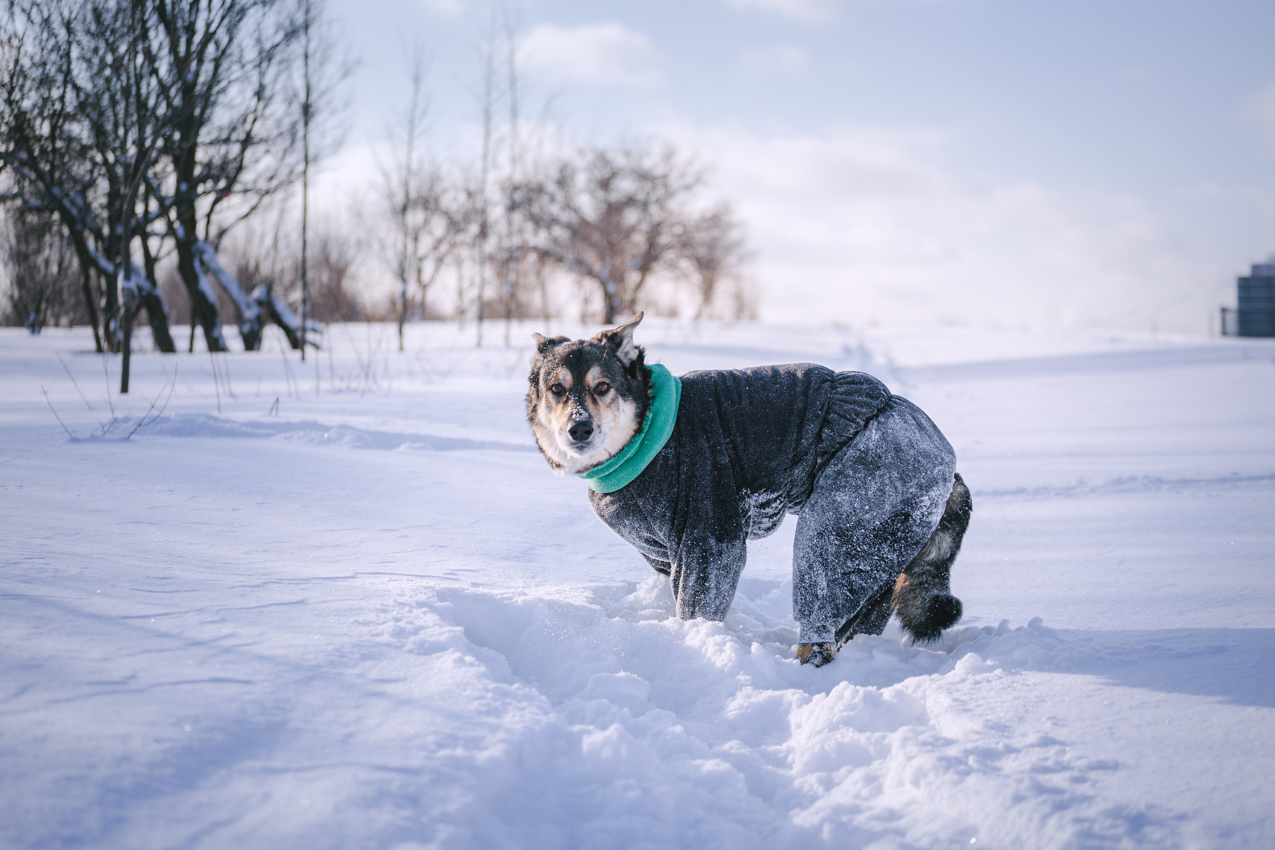 Зимняя экспресс съемка Дюка. Фотограф-анималист Татьяна Степанова
