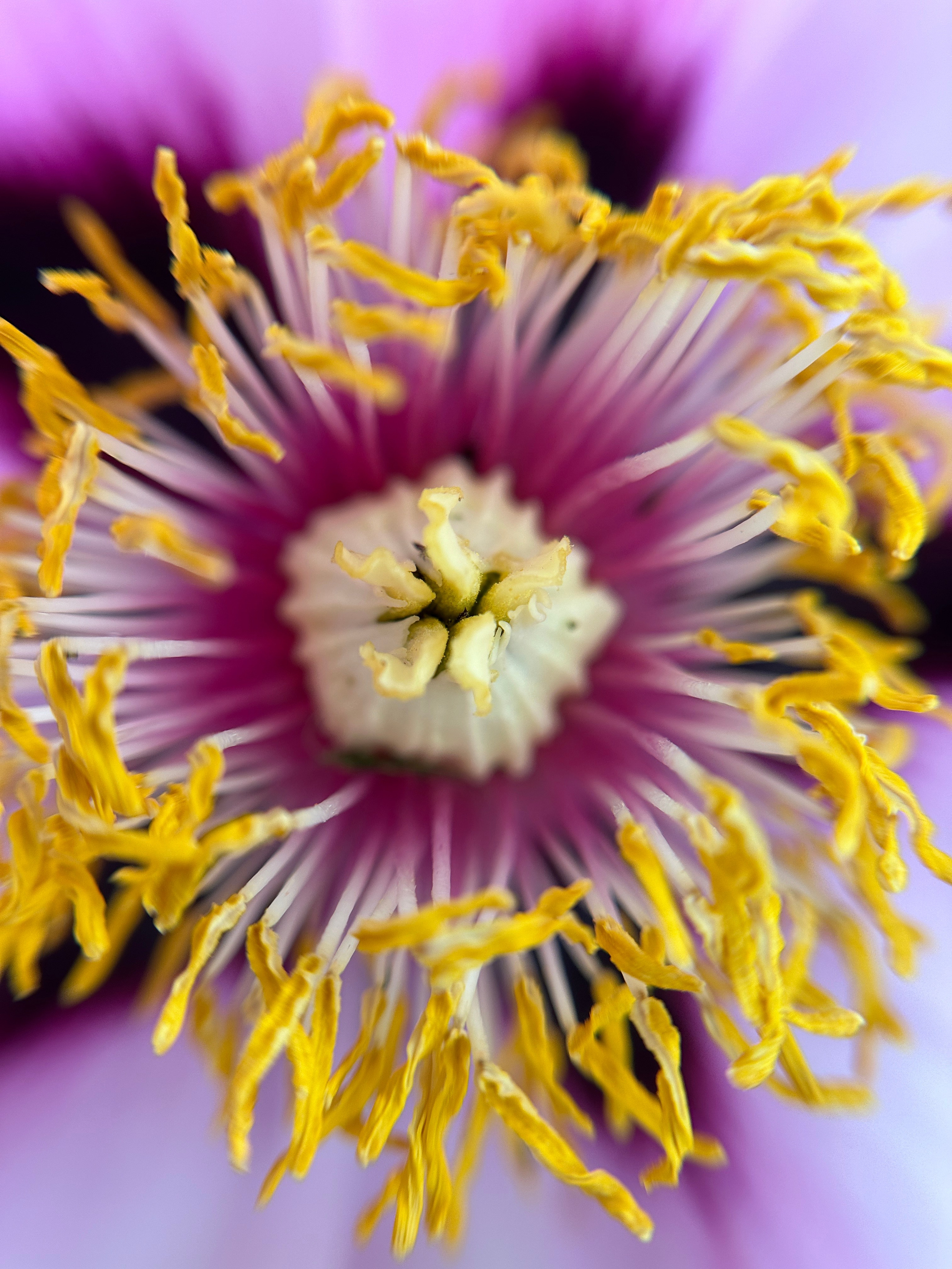 Макро любовь. Смотри, красота!