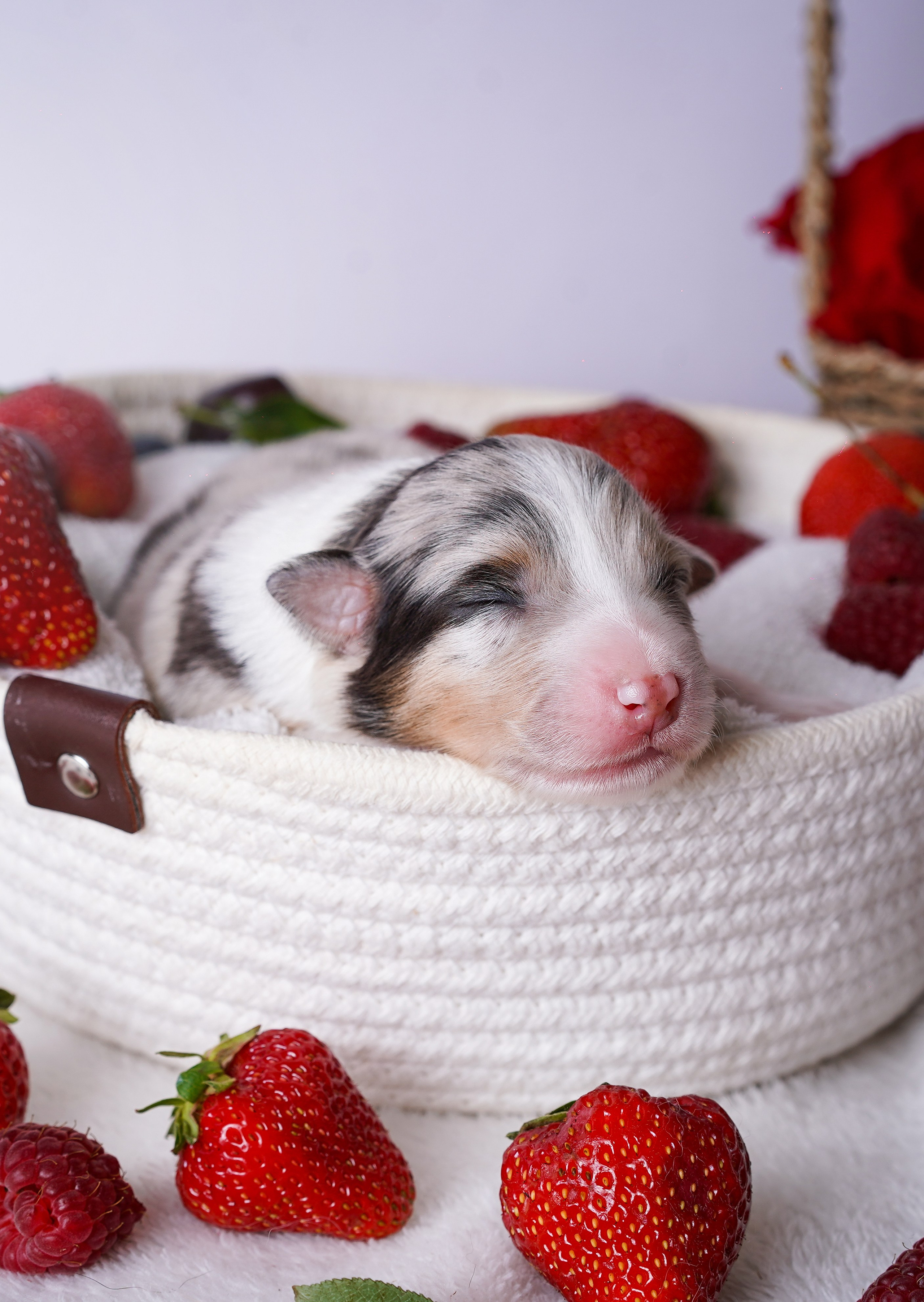 Щенки аусси. Фотограф-анималист в Санкт-Петербурге Яна Мартынова