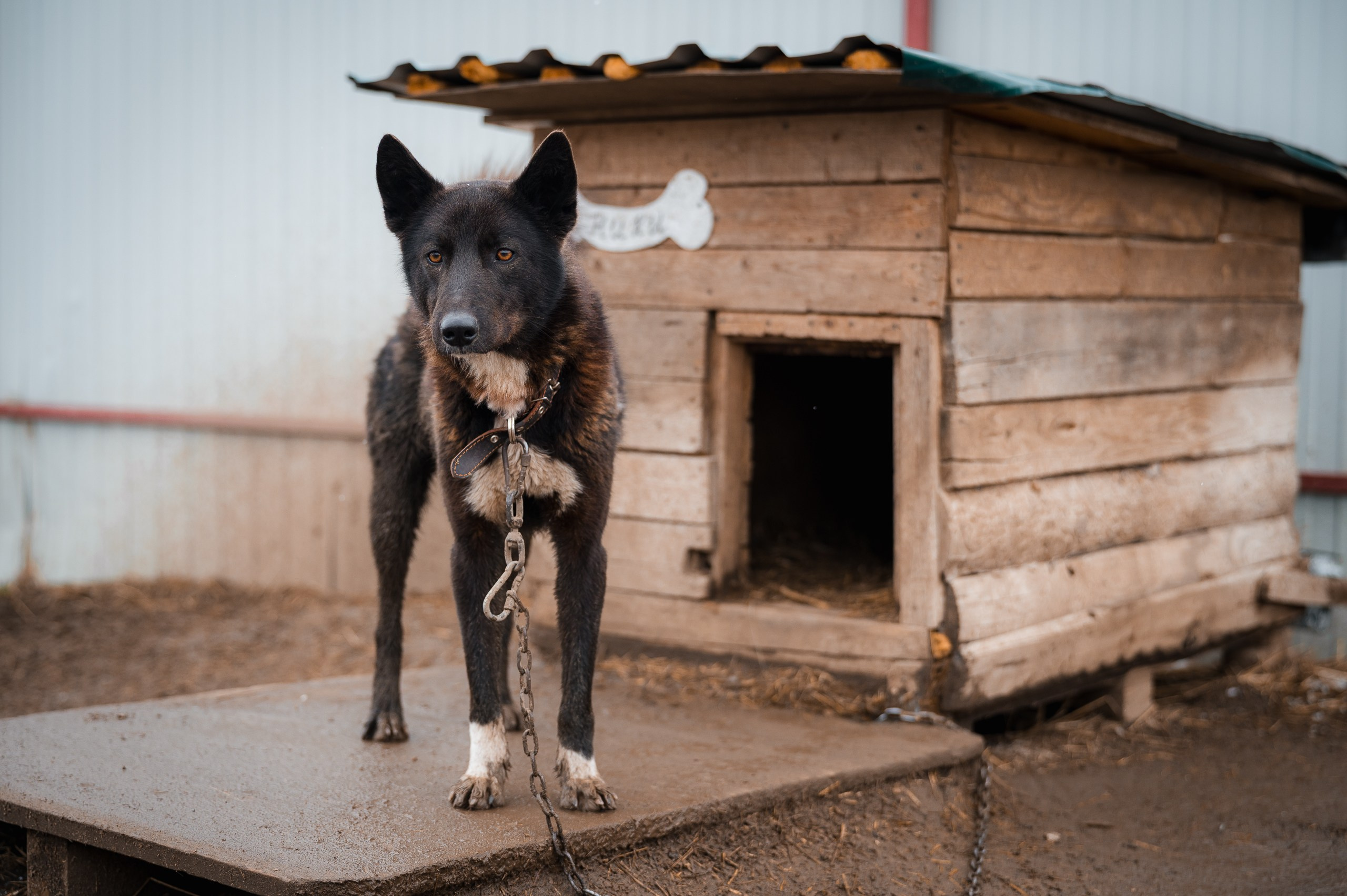 Ники. Улыбка собаки — спасение и пристройство бездомных собак