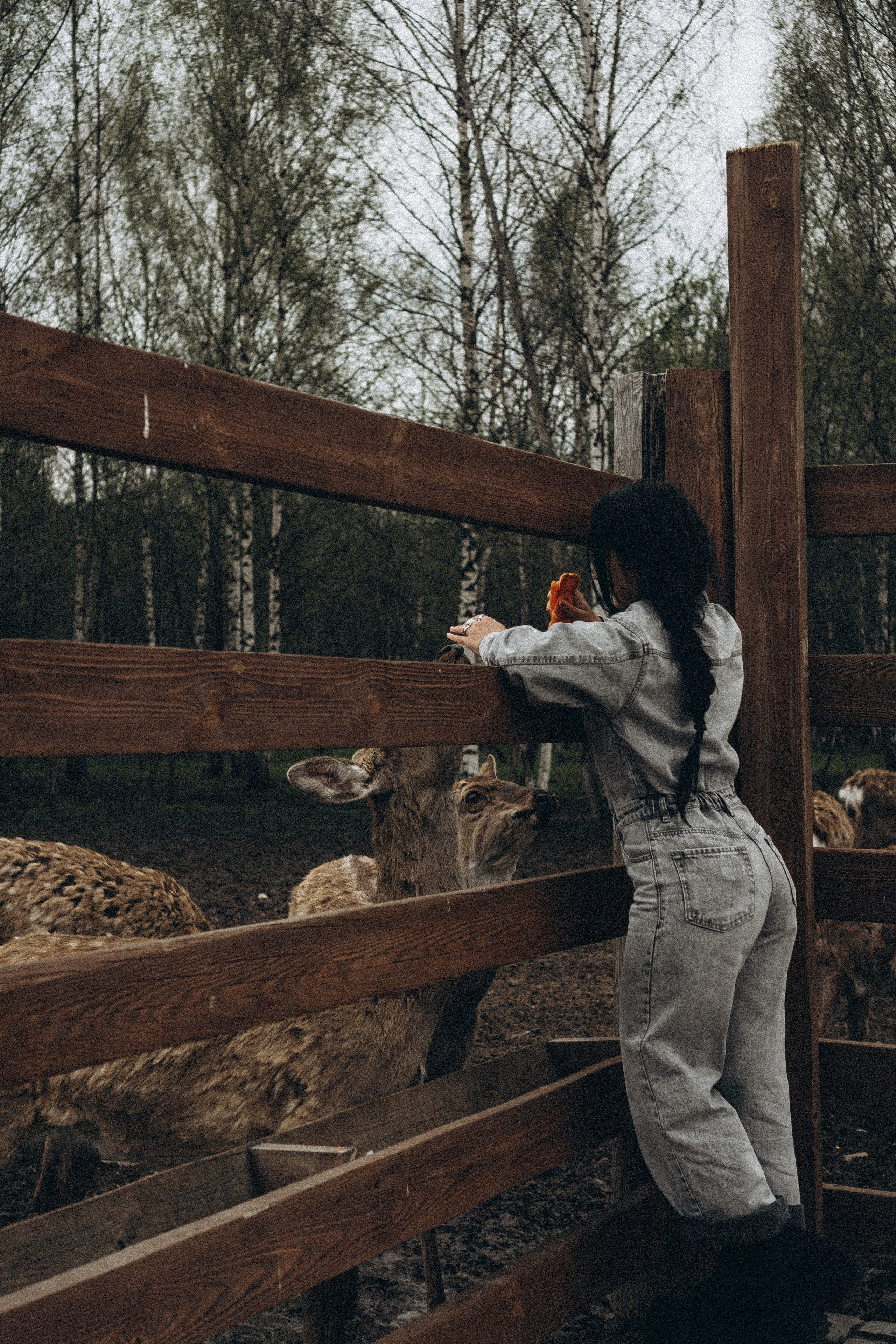 ОЛЕНЬЯ ФЕРМА В ТВЕРИ. Профессиональный фотограф, Санкт-Петербург — Виктория Богомолова