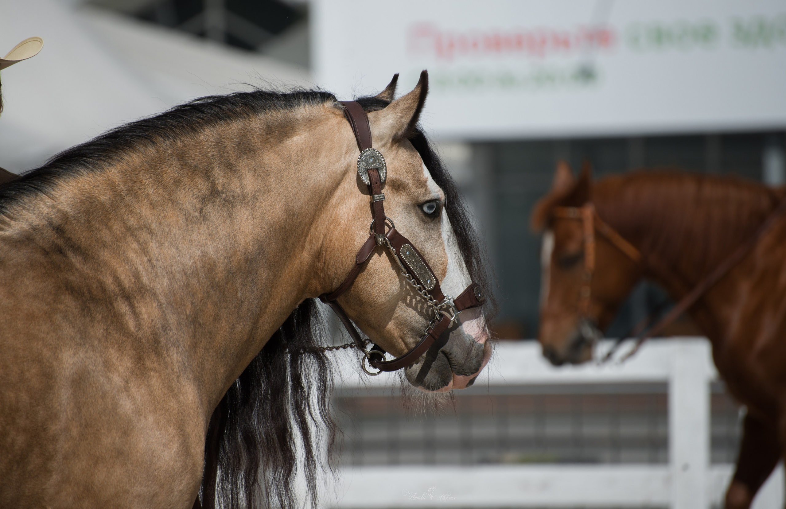 Эквирос, Москва. Конный фотограф в Саратове Юлия Иванова