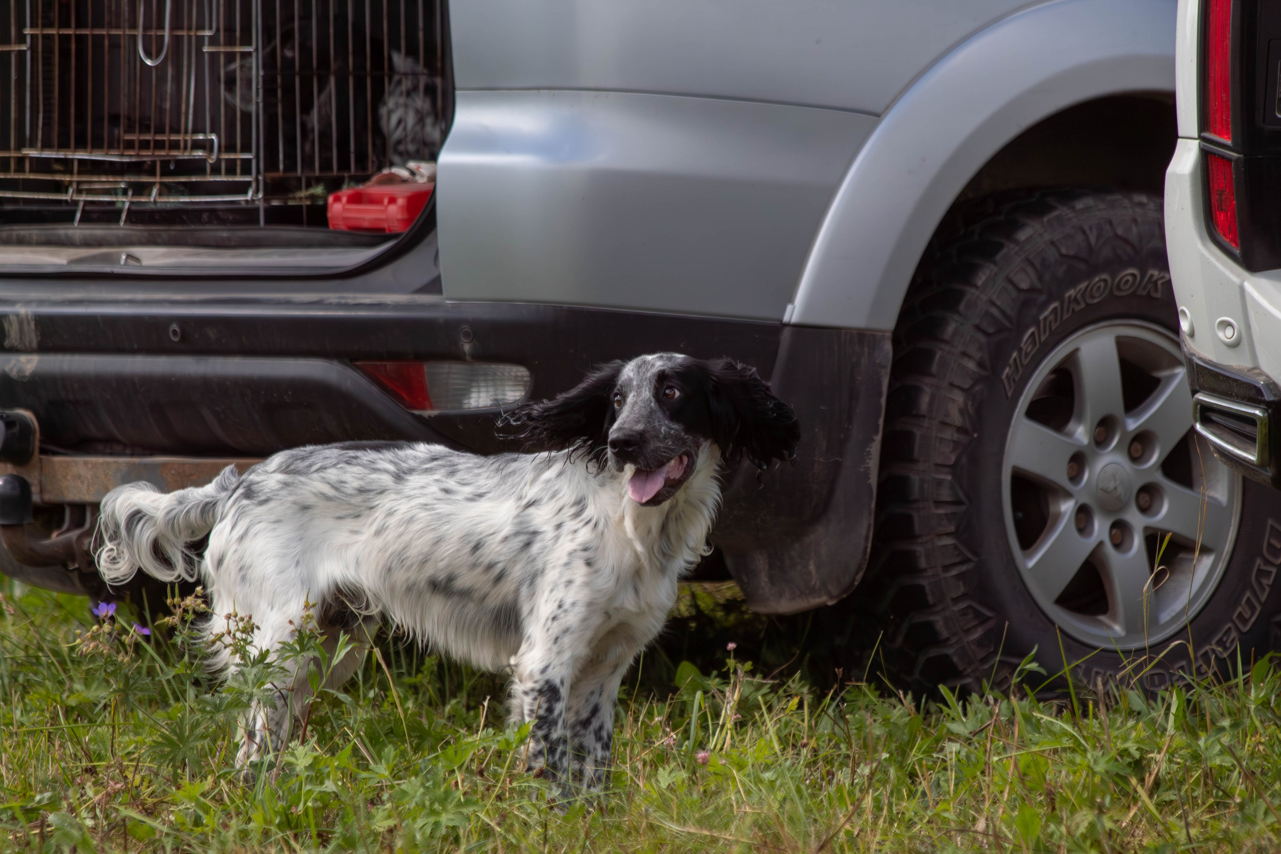 Репортажная съемка в Туле. Фотограф анималист — Тула, Москва