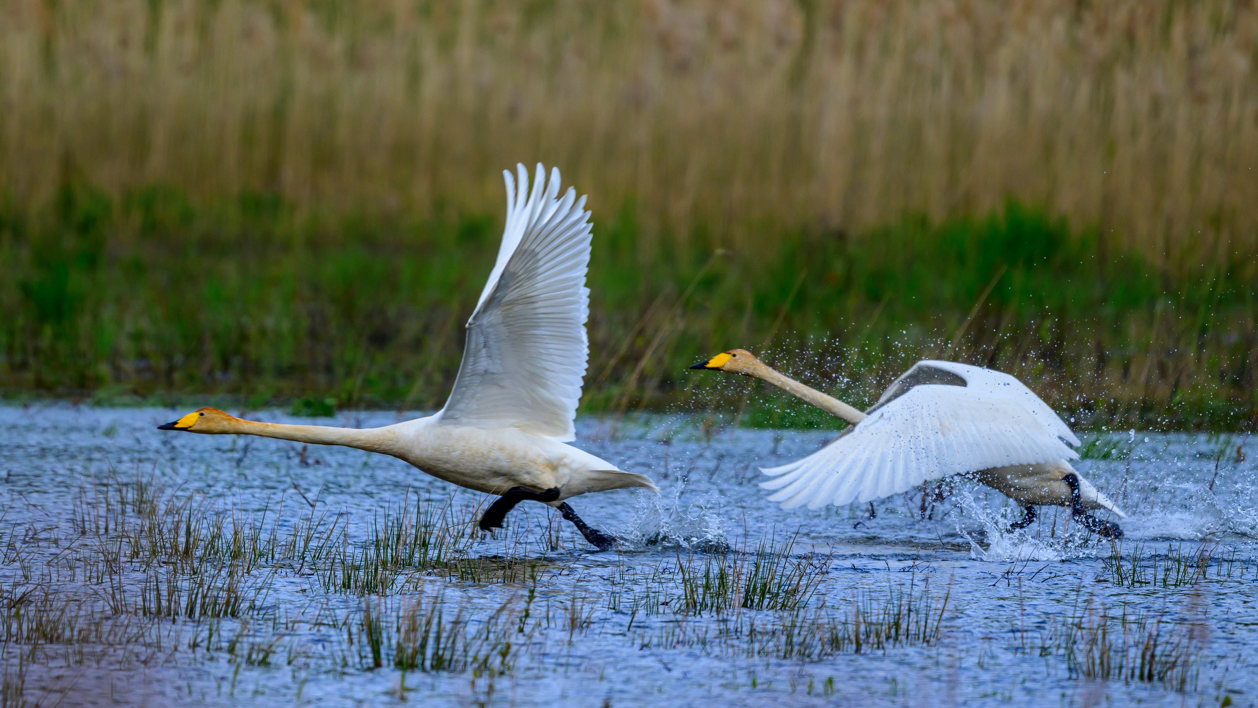 Лебеди, аисты, коршуны и ферма. Фотограф Сергей Пупонин