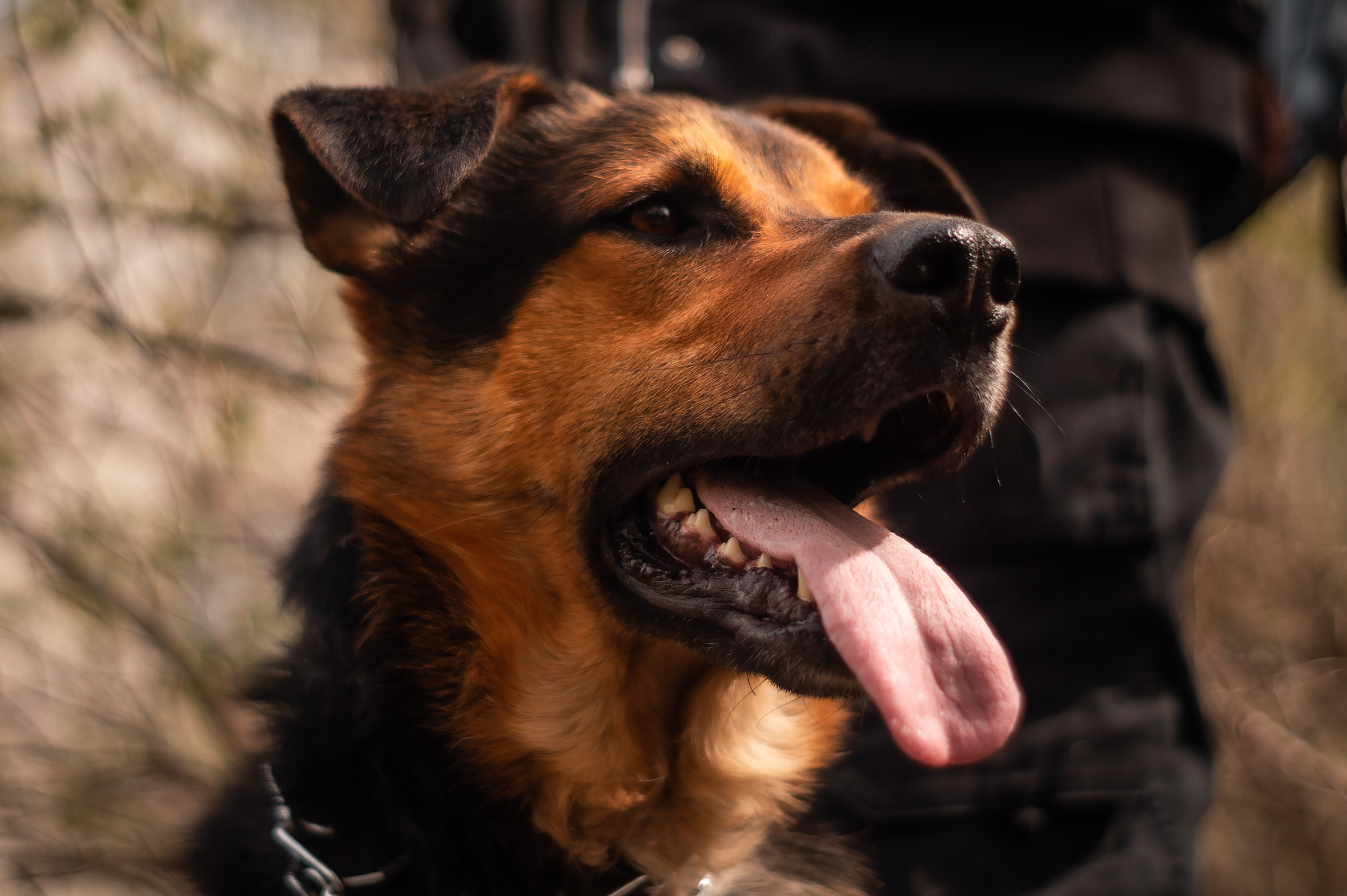 Съемки животных. Фотограф в Санкт-Петербурге и ЛО Егор Ставер