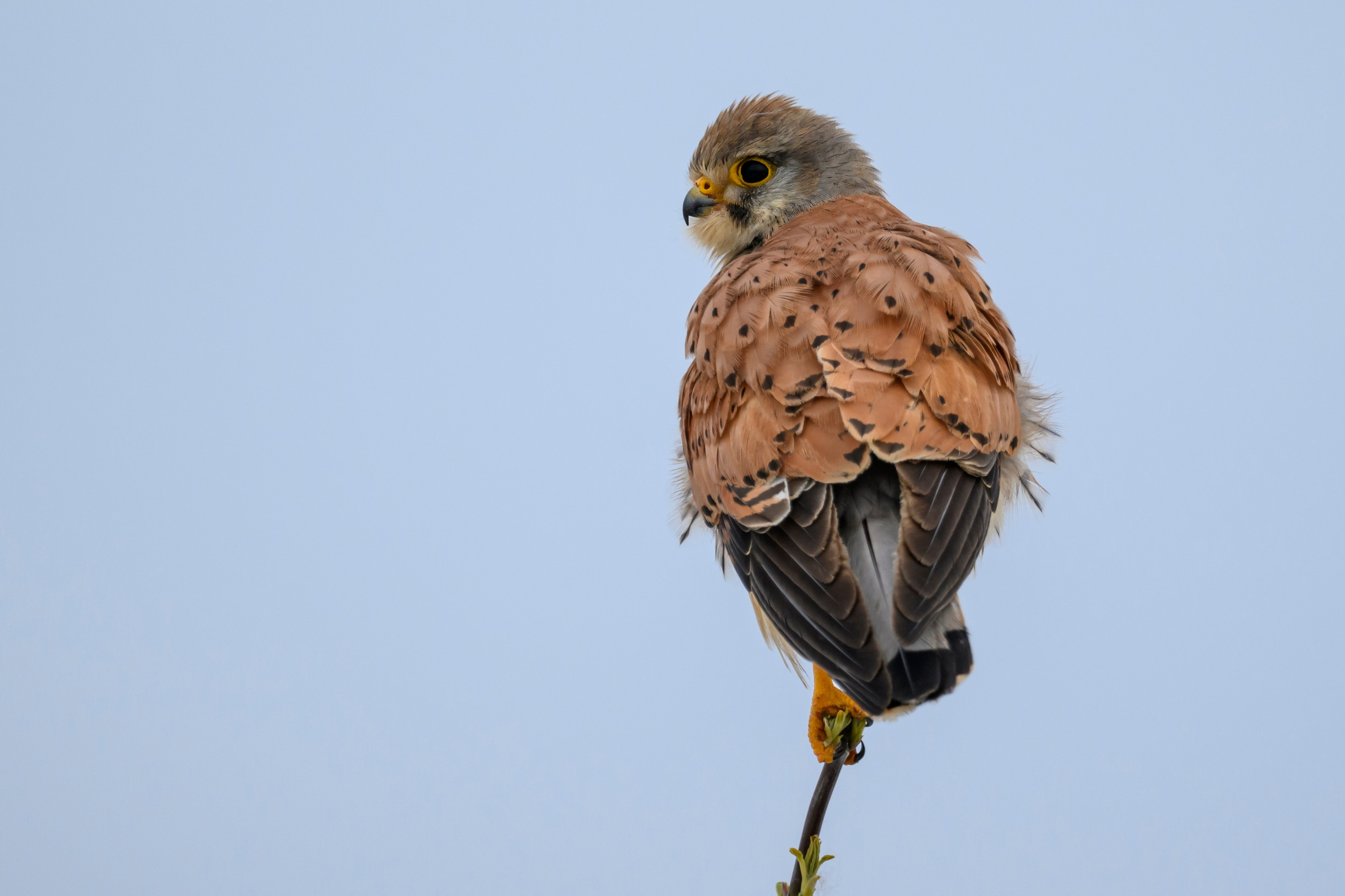 Пустельга и мородунка. Wildlife photography by Sergey Puponin