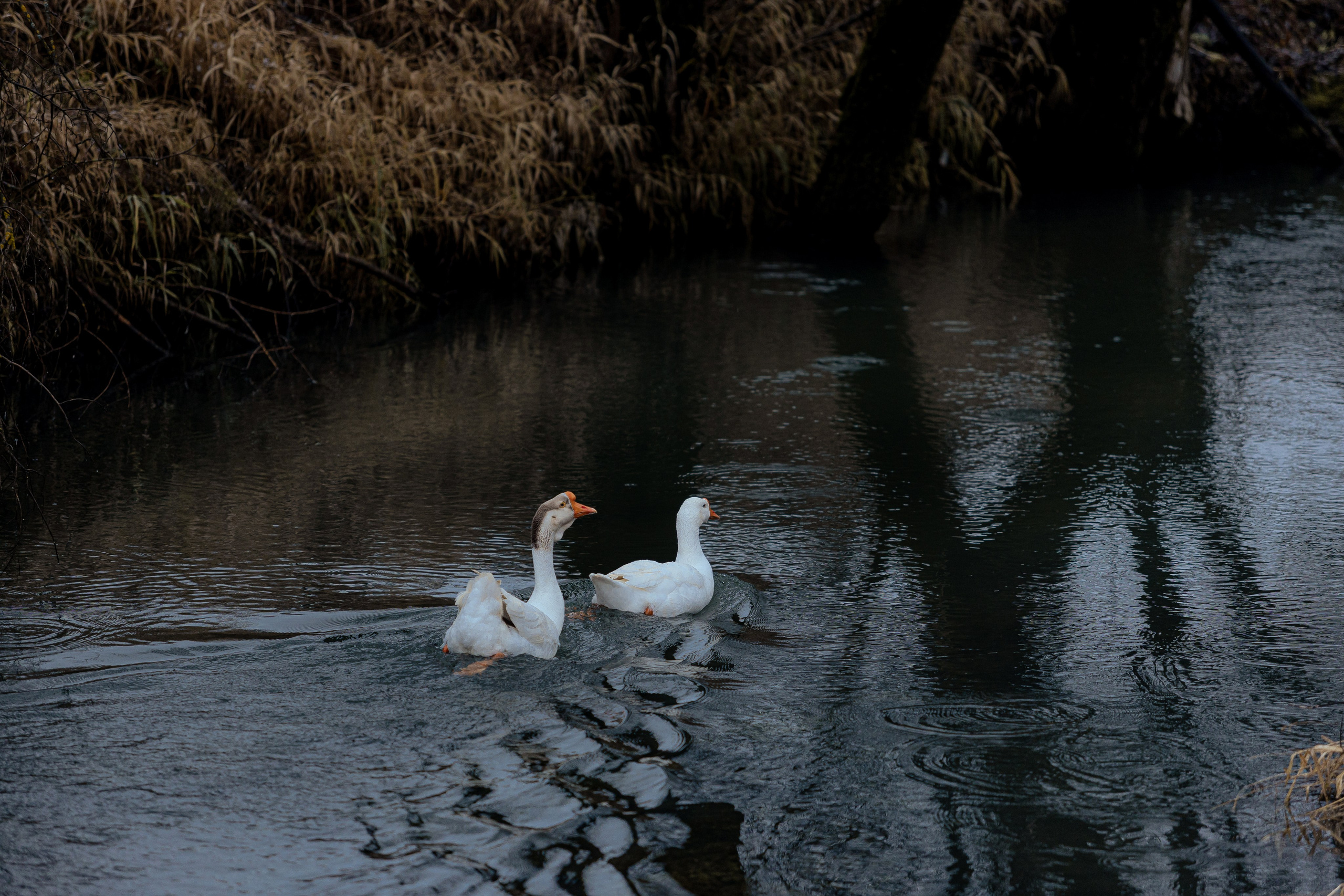 Волохово. Фотограф Виталий Верескун. Козельск-Калуга