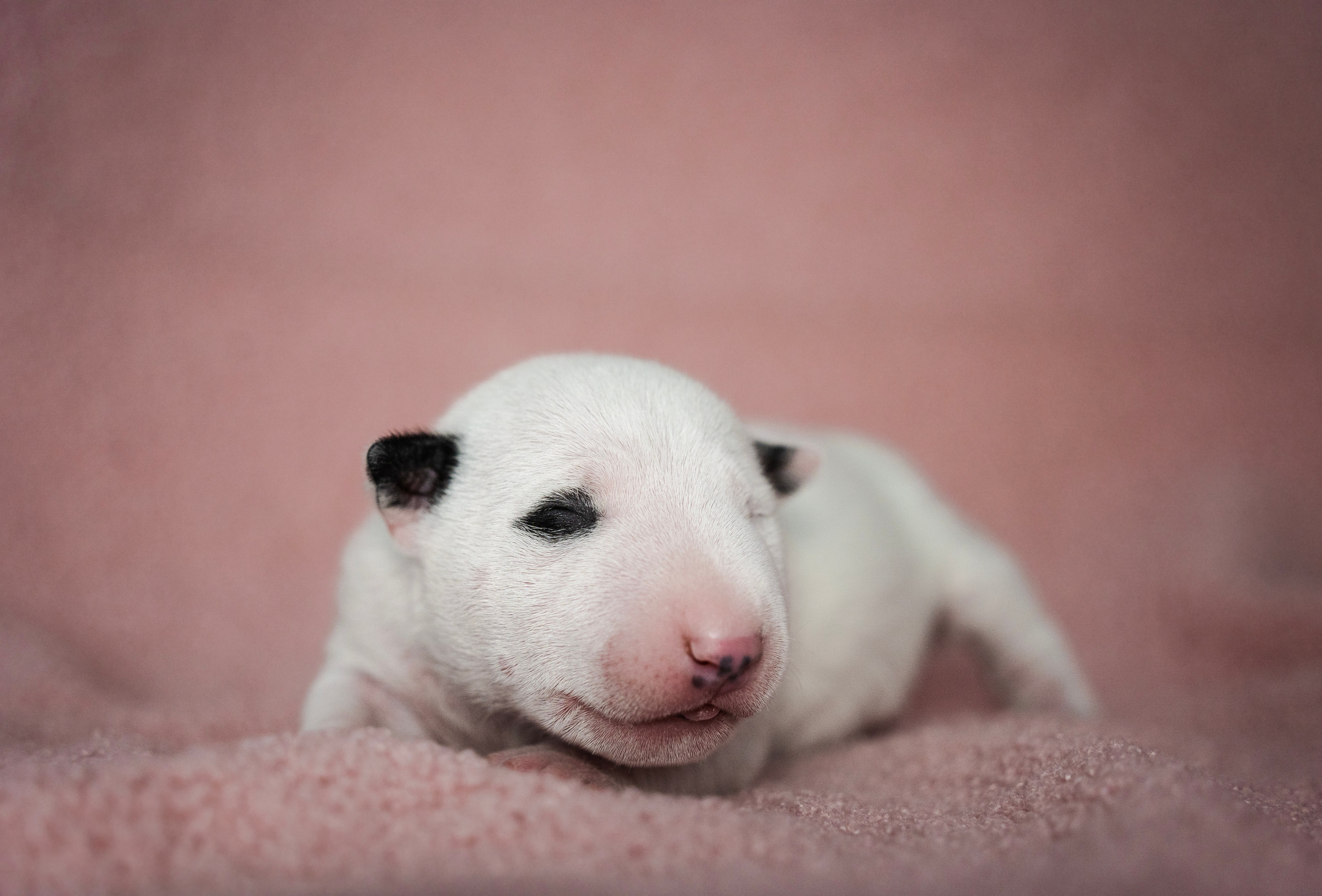 Ньюборн. Семейный фотограф анималист г. Находка