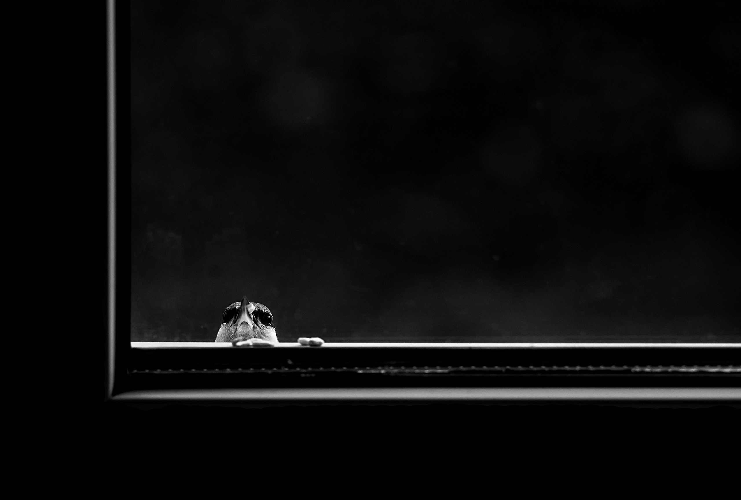 ЧБ  пейзажи (BnW landscape). Фотограф (photographer) Lischinski Vitaliy