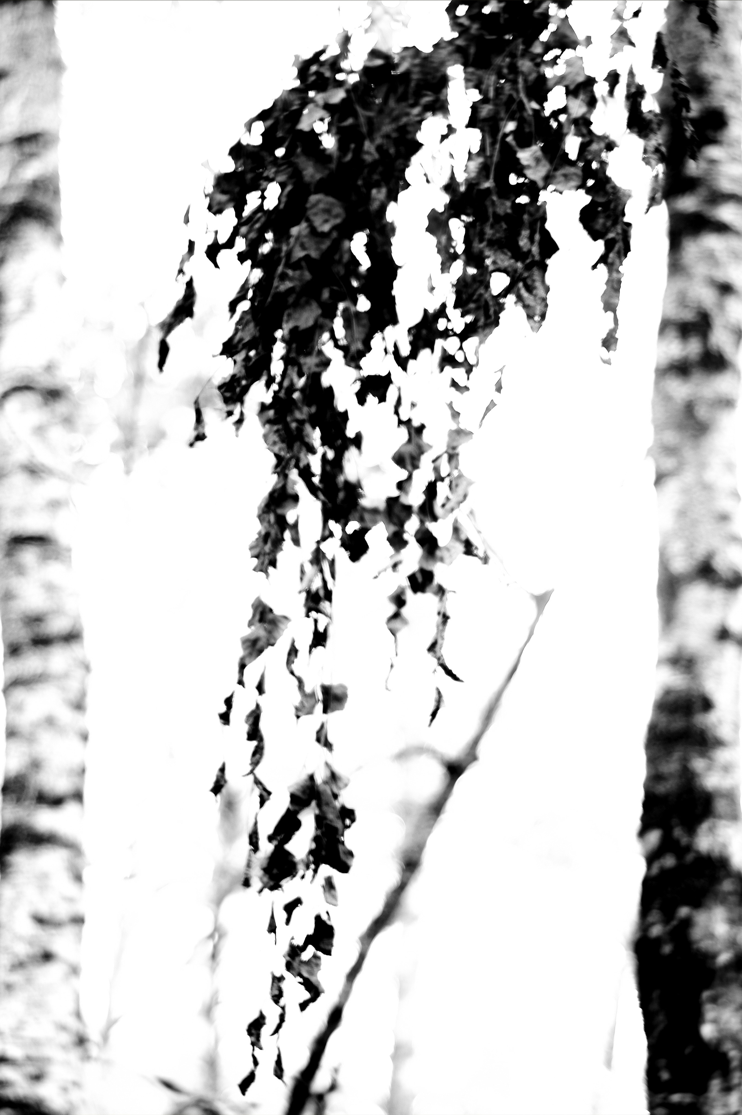 ЧБ  пейзажи (BnW landscape). Фотограф (photographer) Lischinski Vitaliy