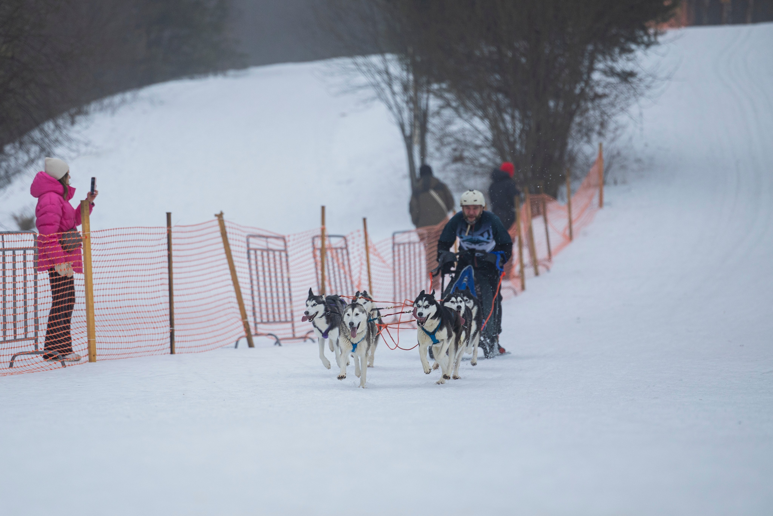 Зимний Чемпионат Санкт-Петербурга по ездовому спорту. Фотограф-анималист Анна Маринич
