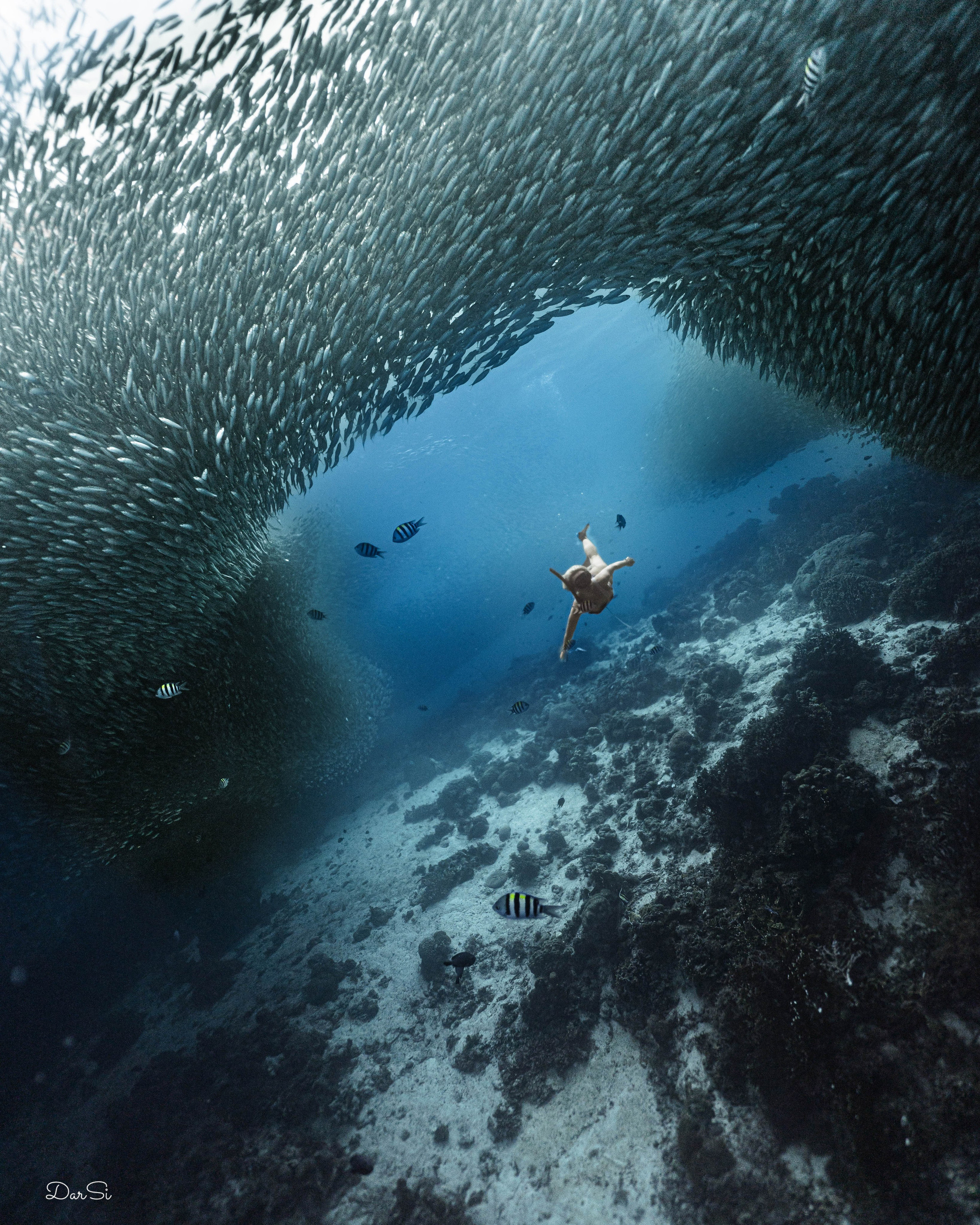 Фотосессия с сардинами (+каньон). Underwater Photographer in the Philippines — Daria Sinitsina