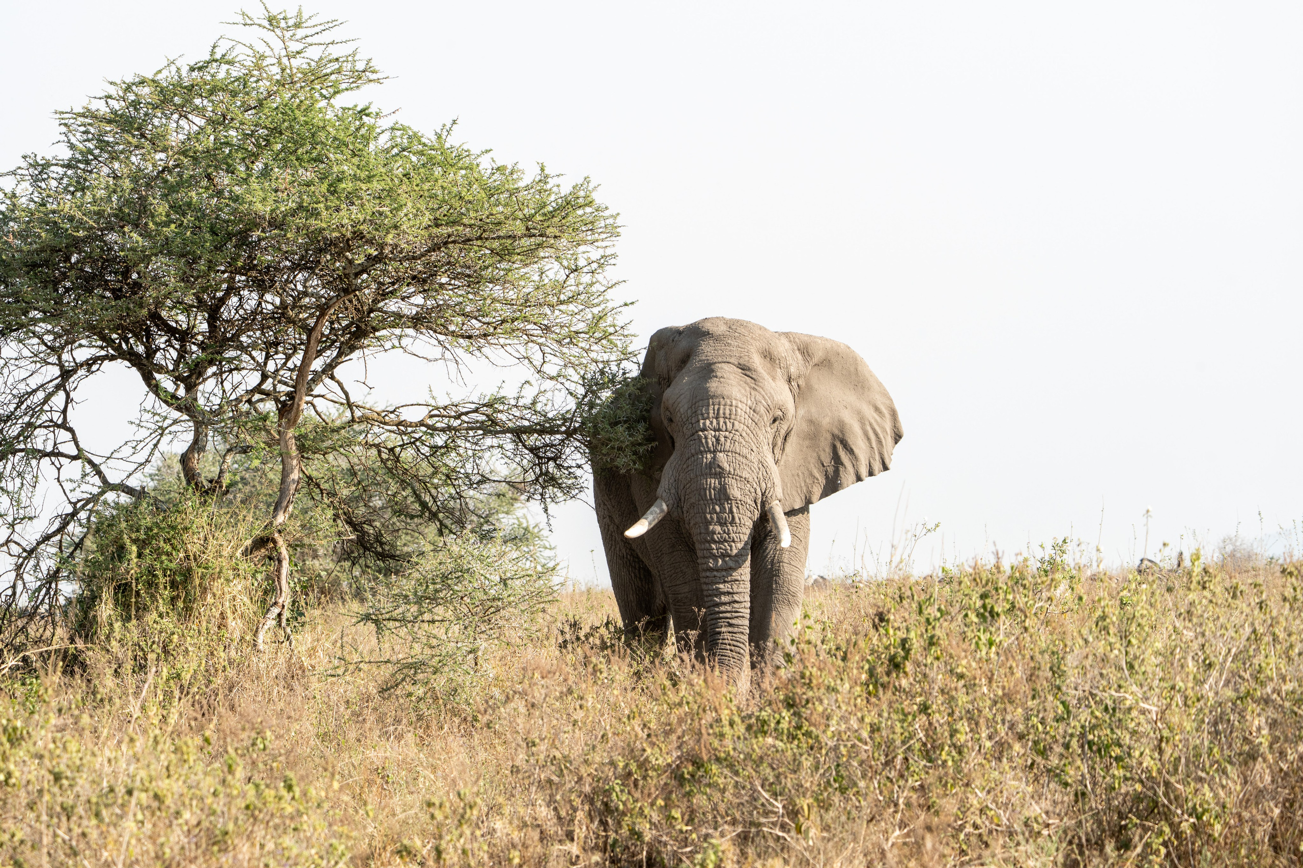 Танзания, сафари, 2025. Творческие сьемки
